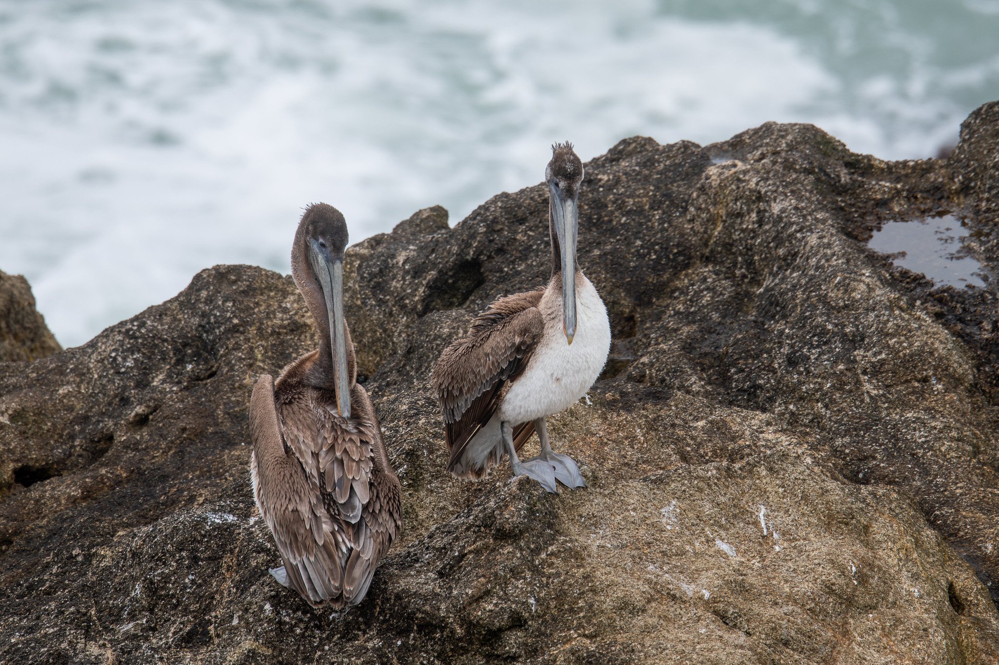 Brown Pelican (Pelecanus occidentalis)