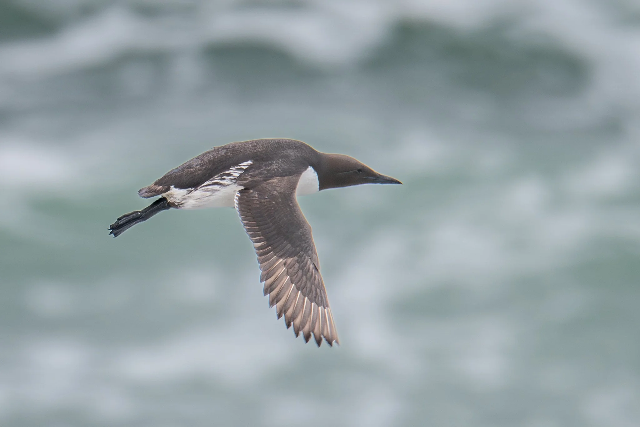 Common Murre (Uria aalge)
