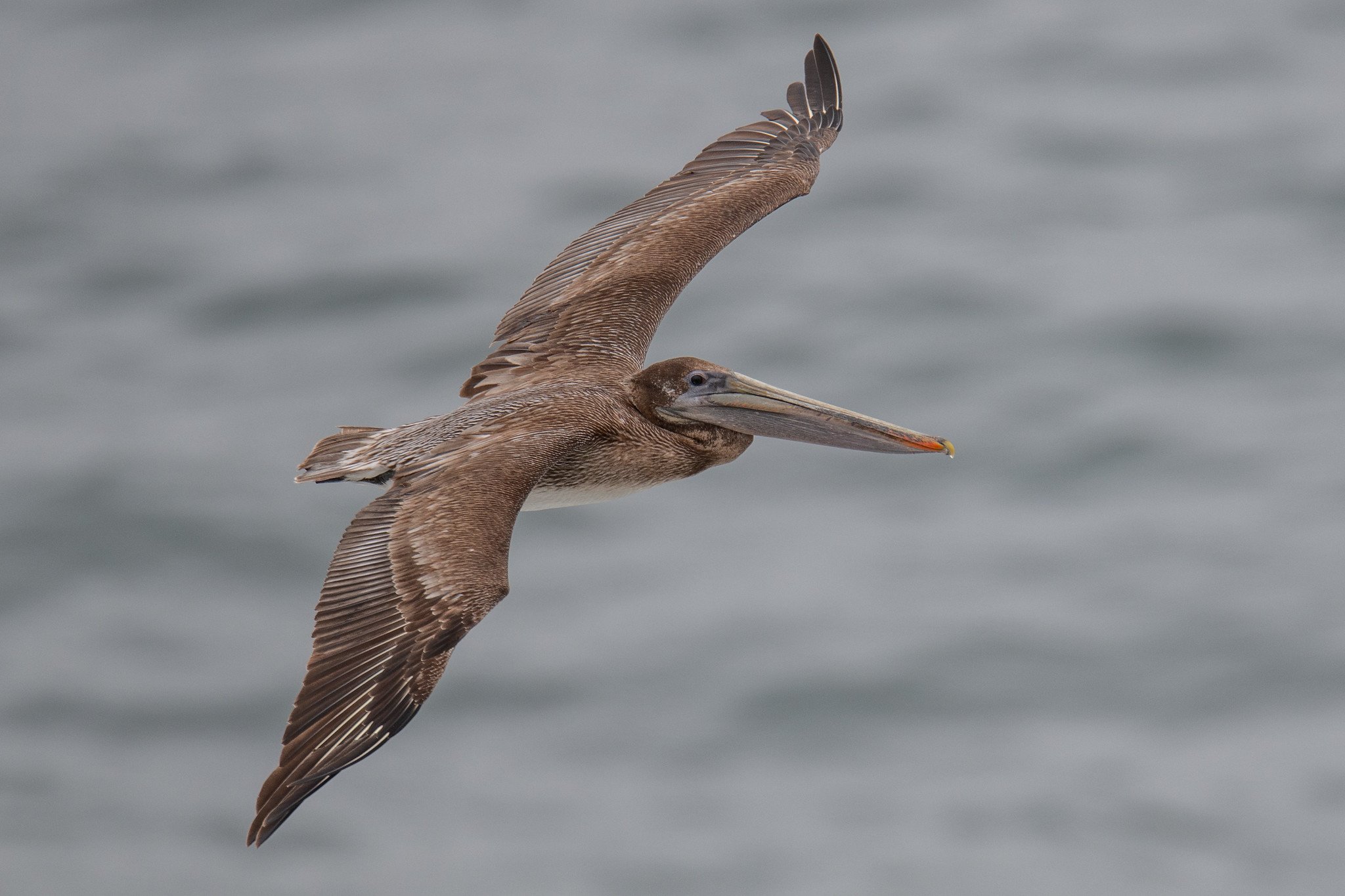 Brown Pelican (Pelecanus occidentalis)