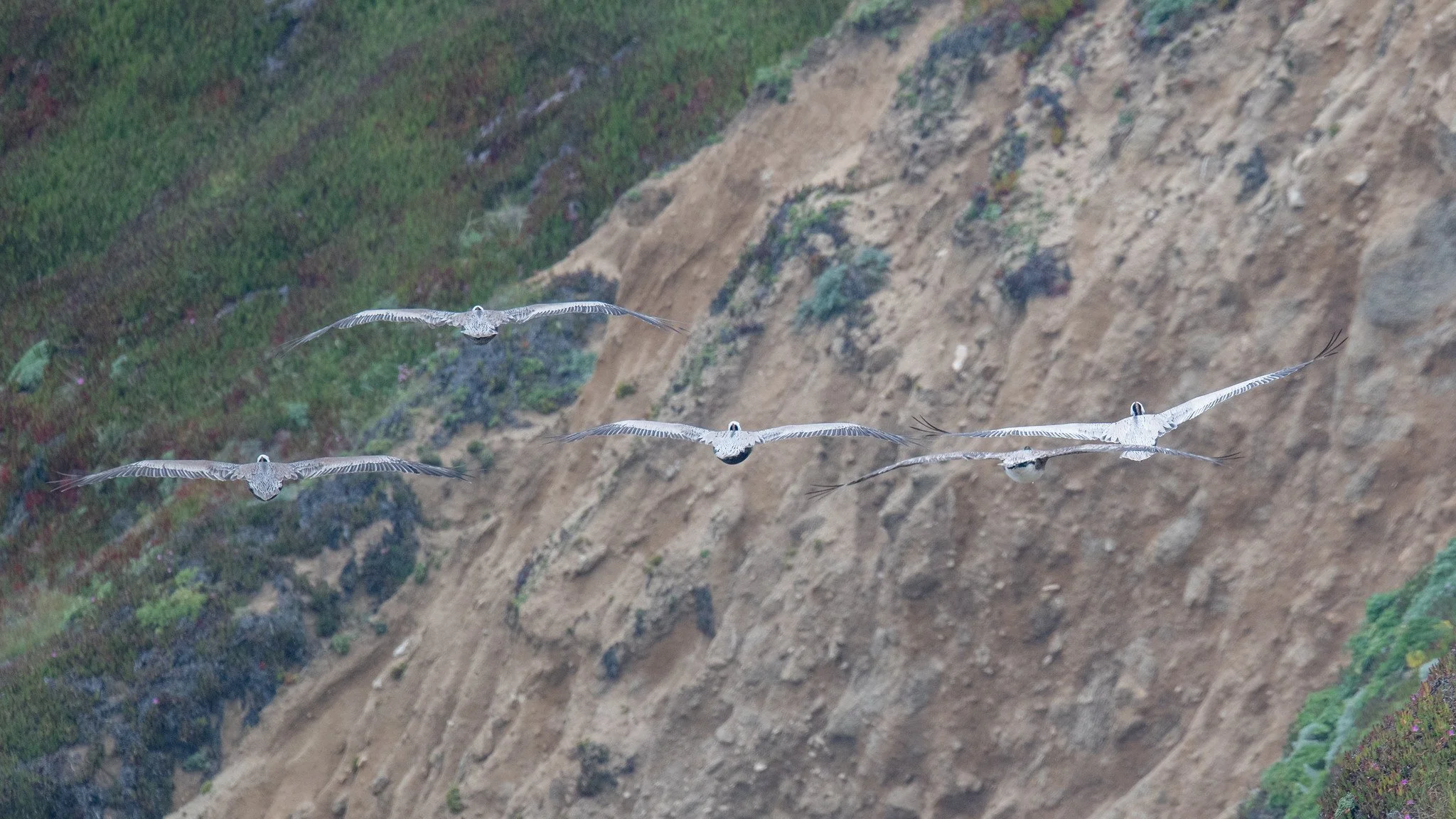 Brown Pelican (Pelecanus occidentalis)