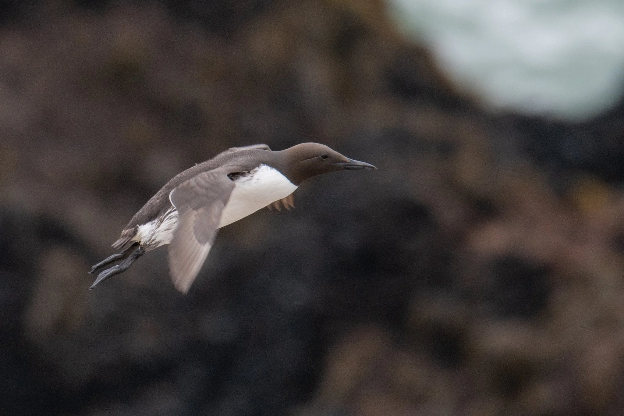 Common Murre (Uria aalge)