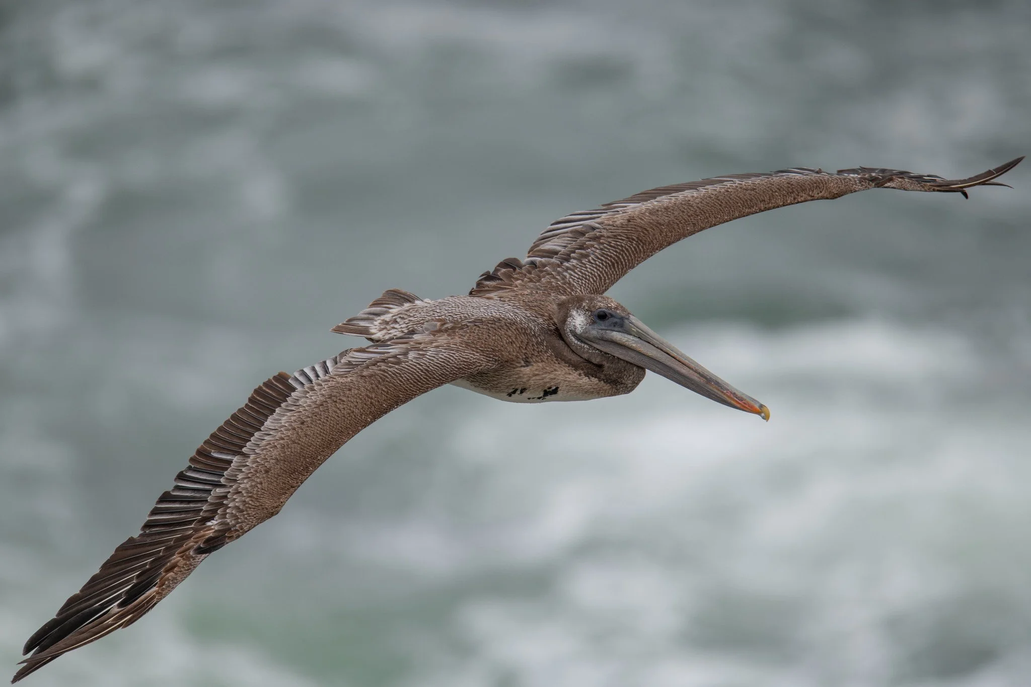 Brown Pelican (Pelecanus occidentalis)