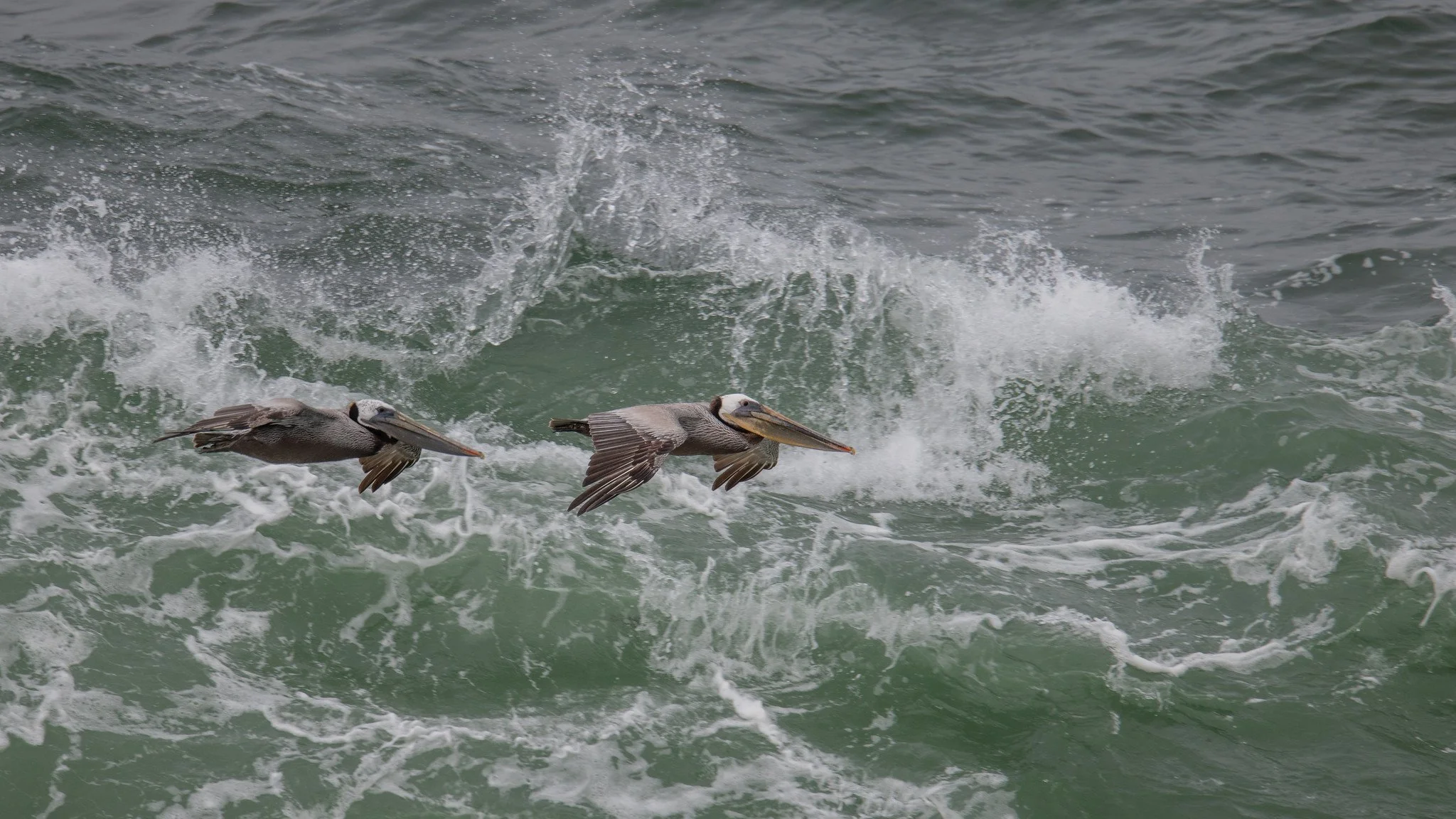 Brown Pelican (Pelecanus occidentalis)