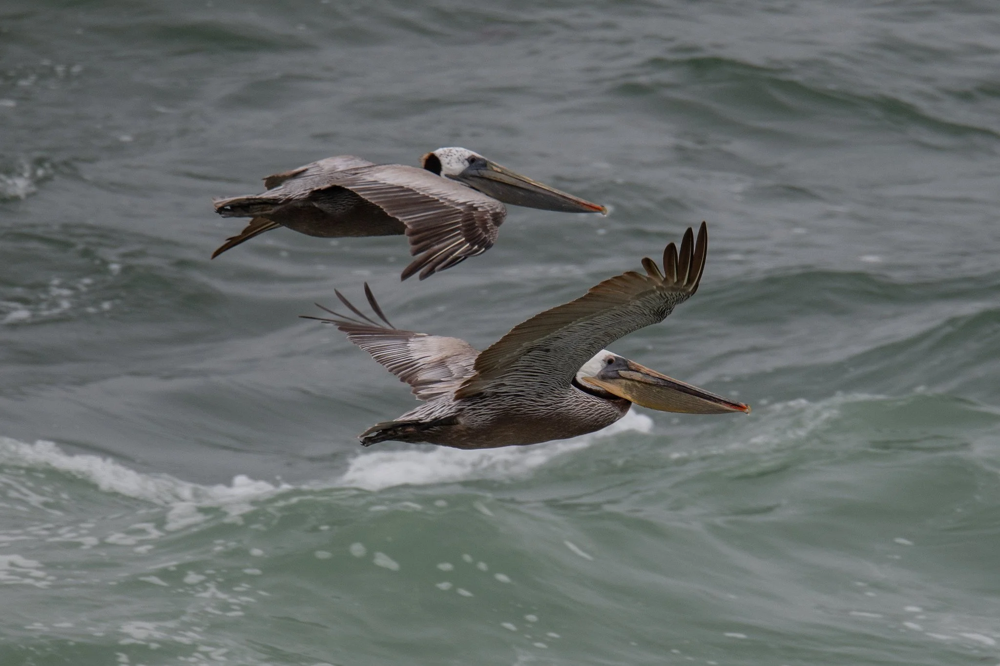 Brown Pelican (Pelecanus occidentalis)