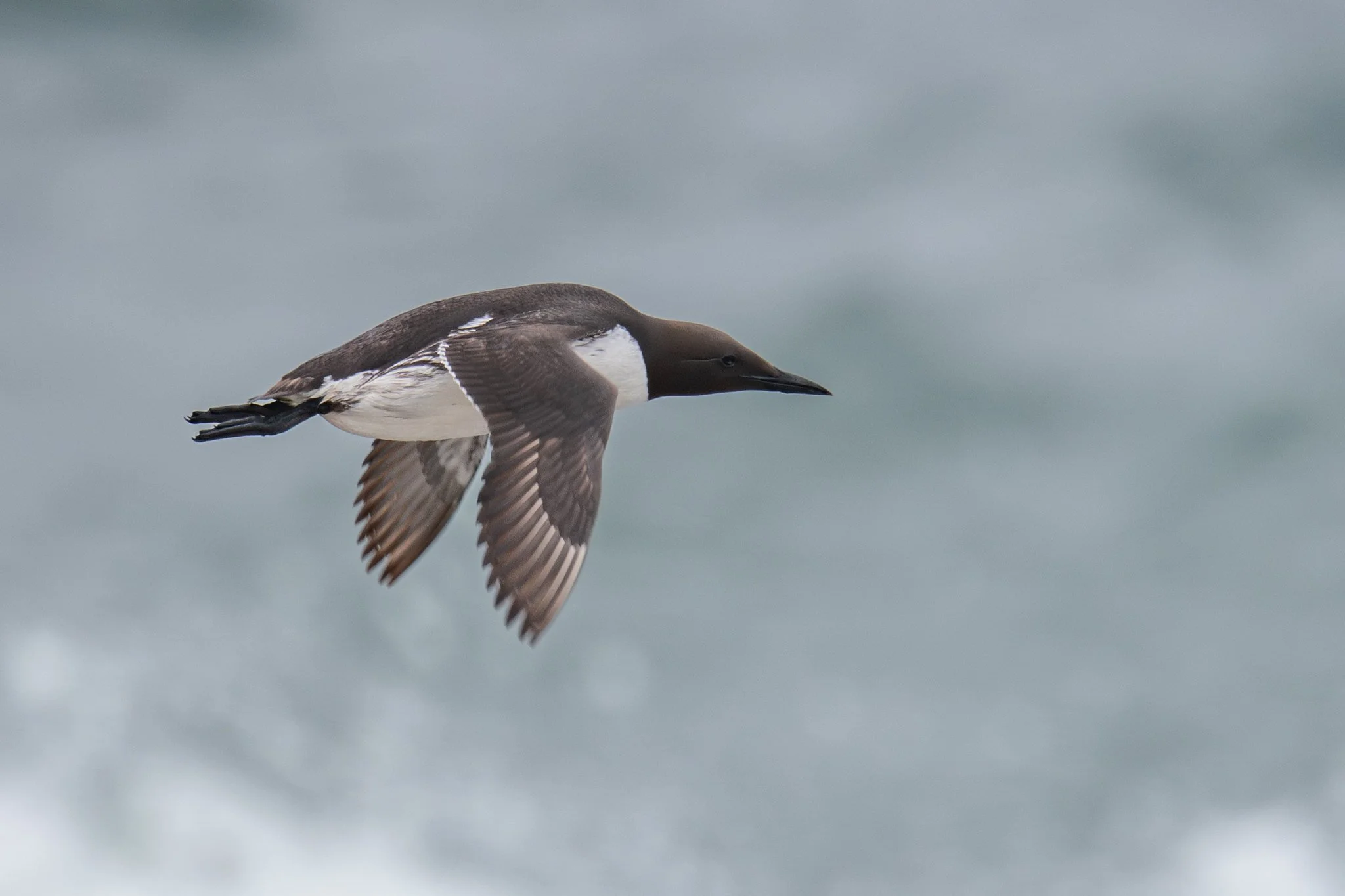 Common Murre (Uria aalge)