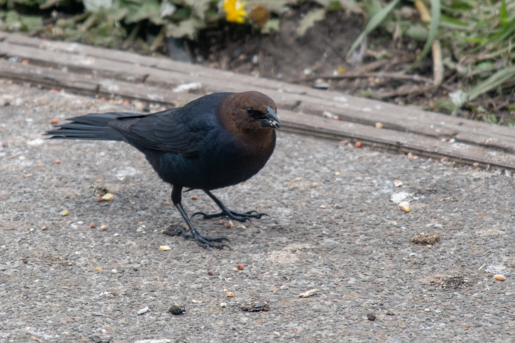 Brown-headed Cowbird (Molothrus ater)