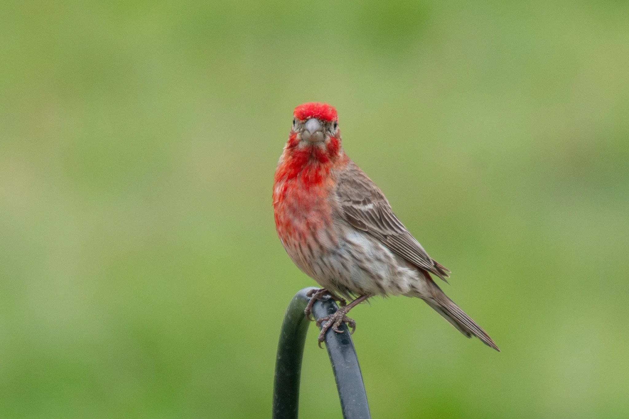 House Finch (Haemorhous mexicanus)
