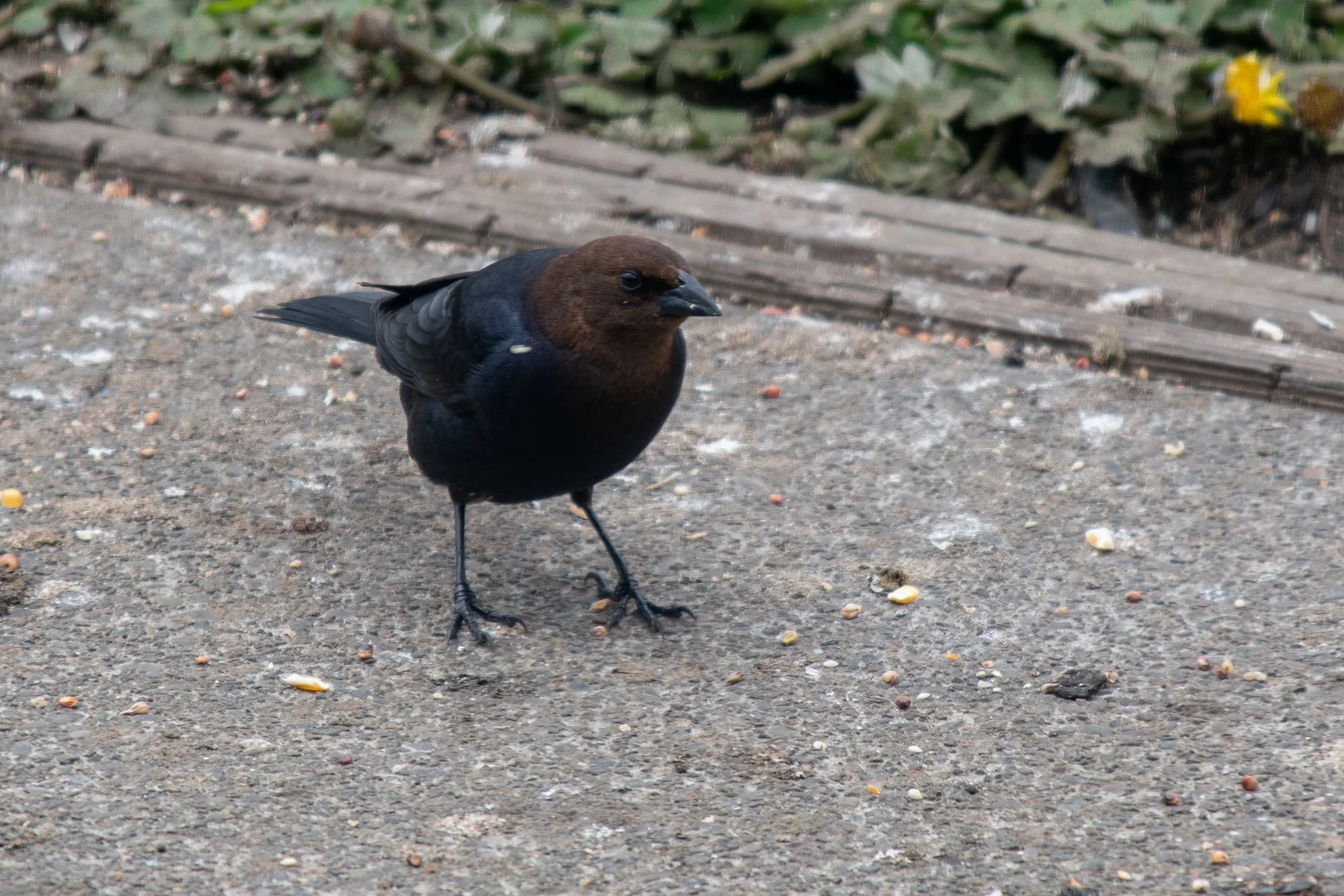 Brown-headed Cowbird (Molothrus ater)