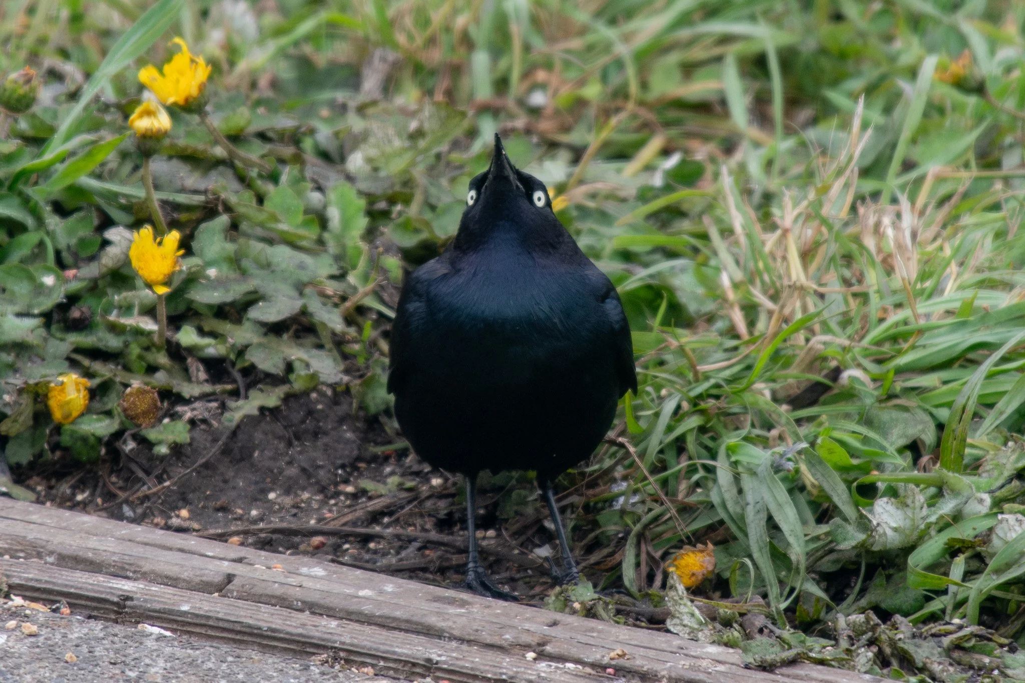 Brewer's Blackbird (Euphagus cyanocephalus)
