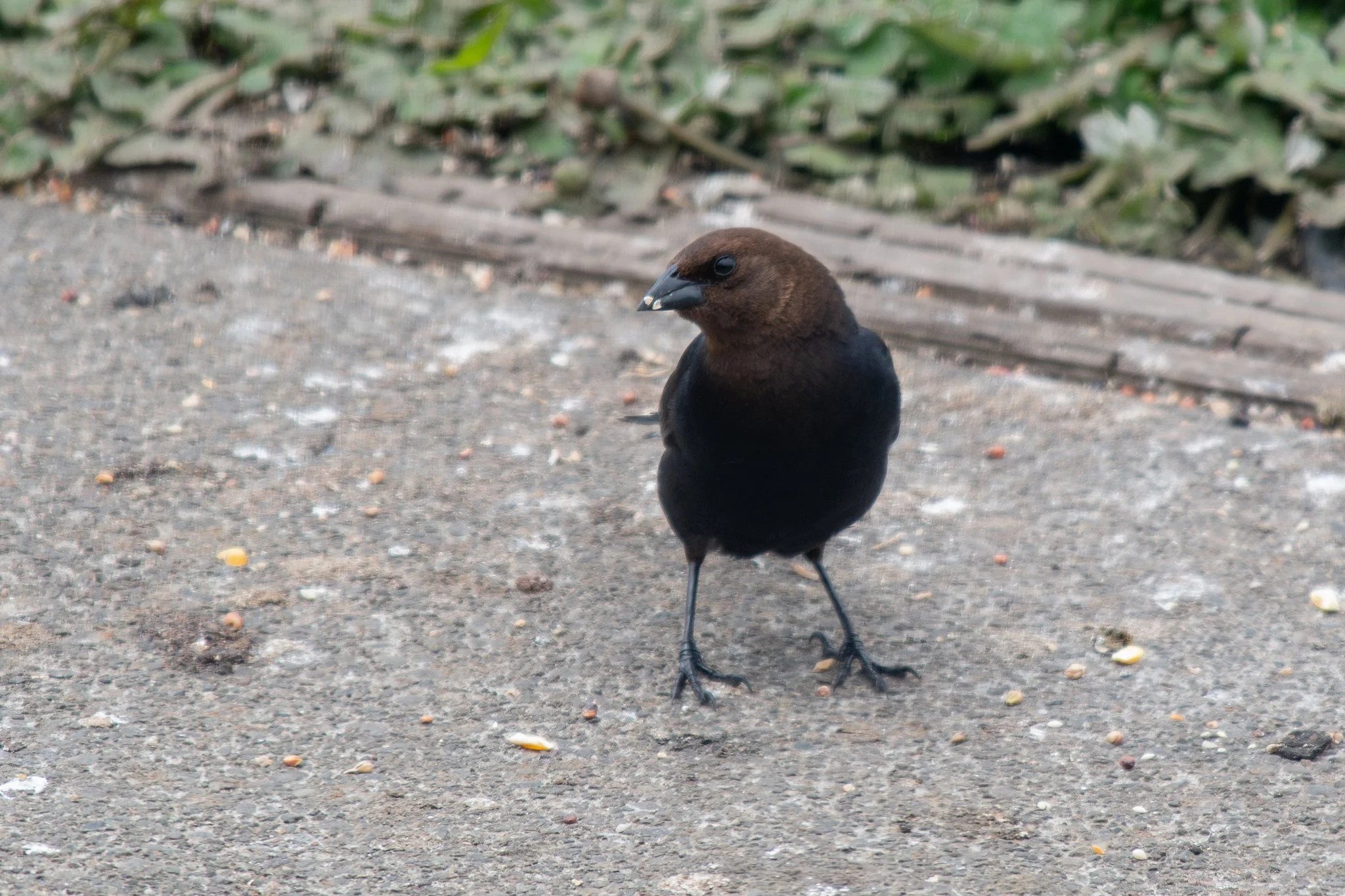 Brown-headed Cowbird (Molothrus ater)