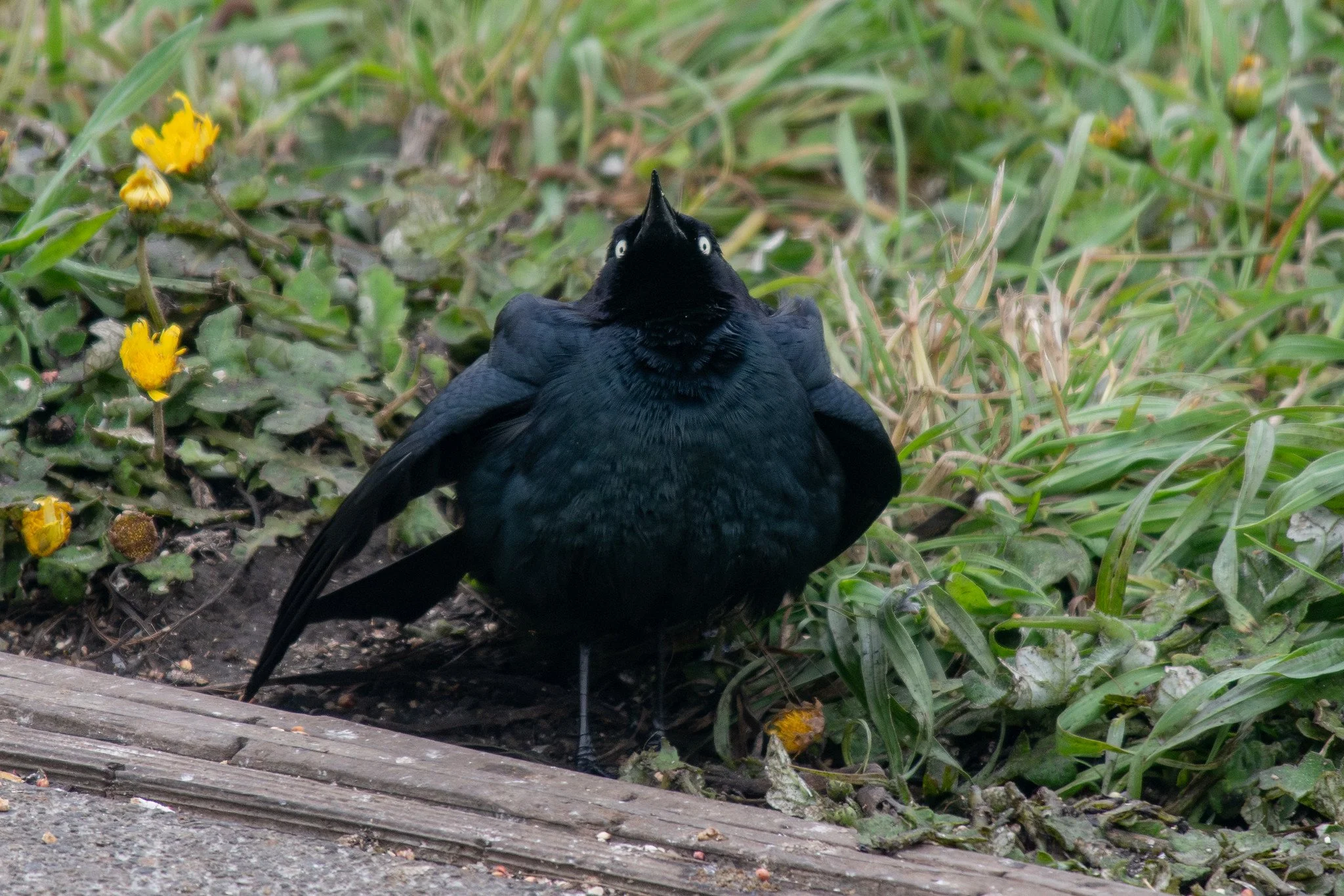 Brewer's Blackbird (Euphagus cyanocephalus)