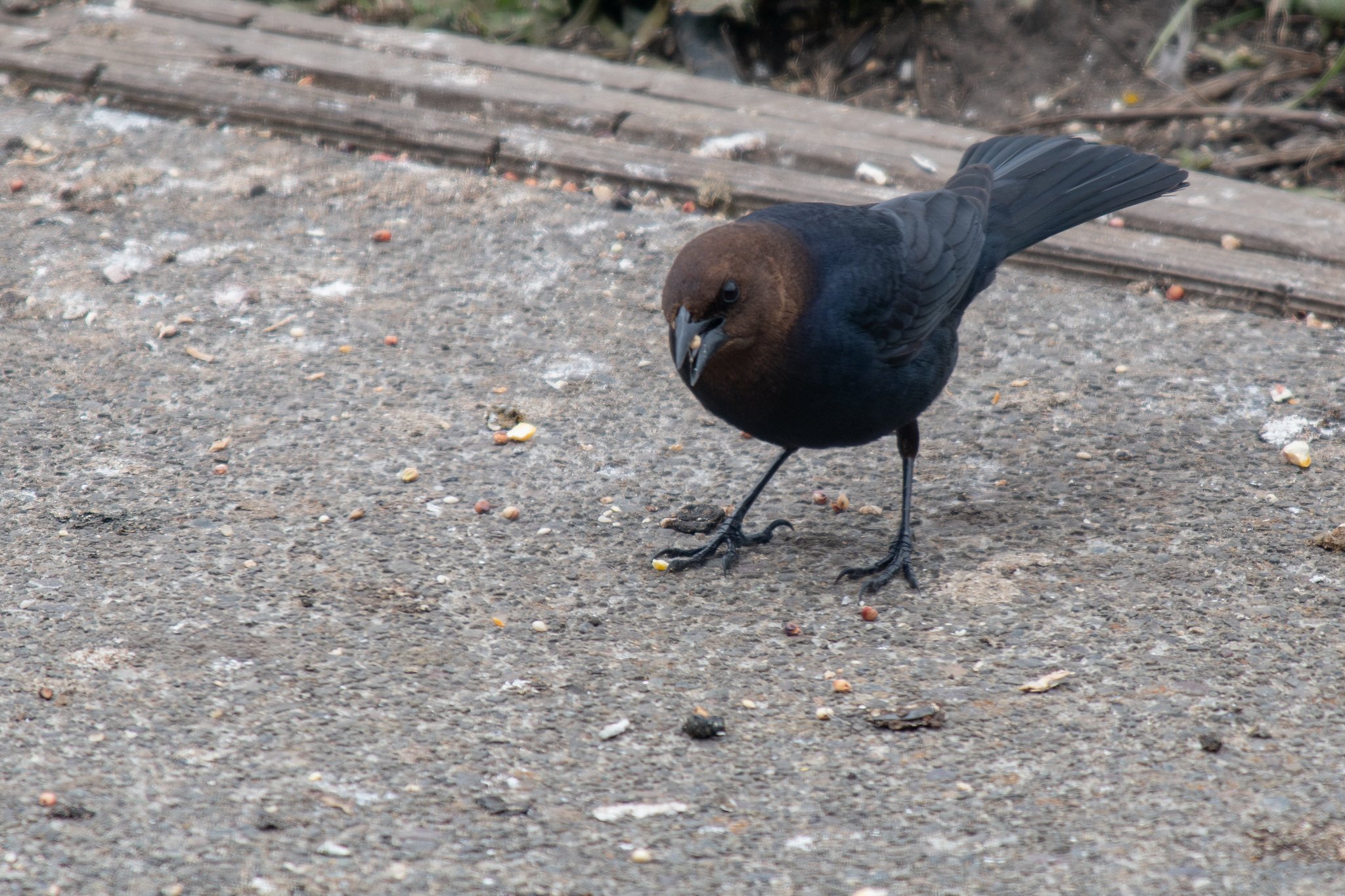 Brown-headed Cowbird (Molothrus ater)