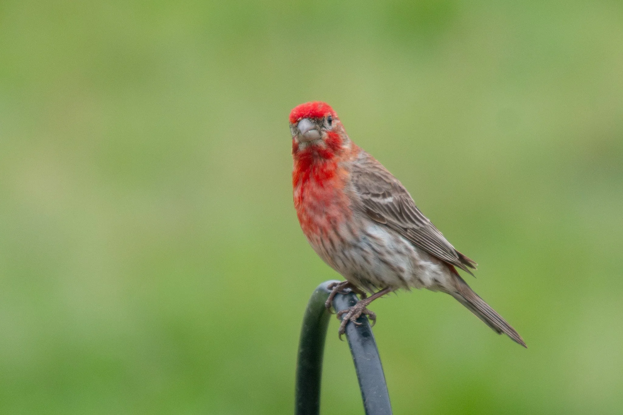 House Finch (Haemorhous mexicanus)
