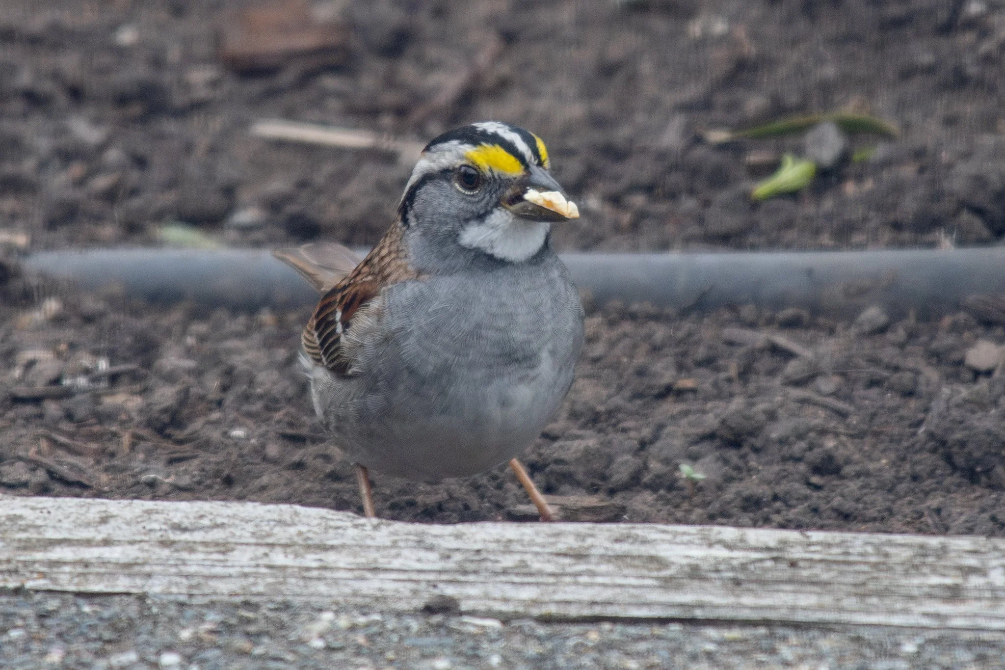 White-throated Sparrow (Zonotrichia albicollis)