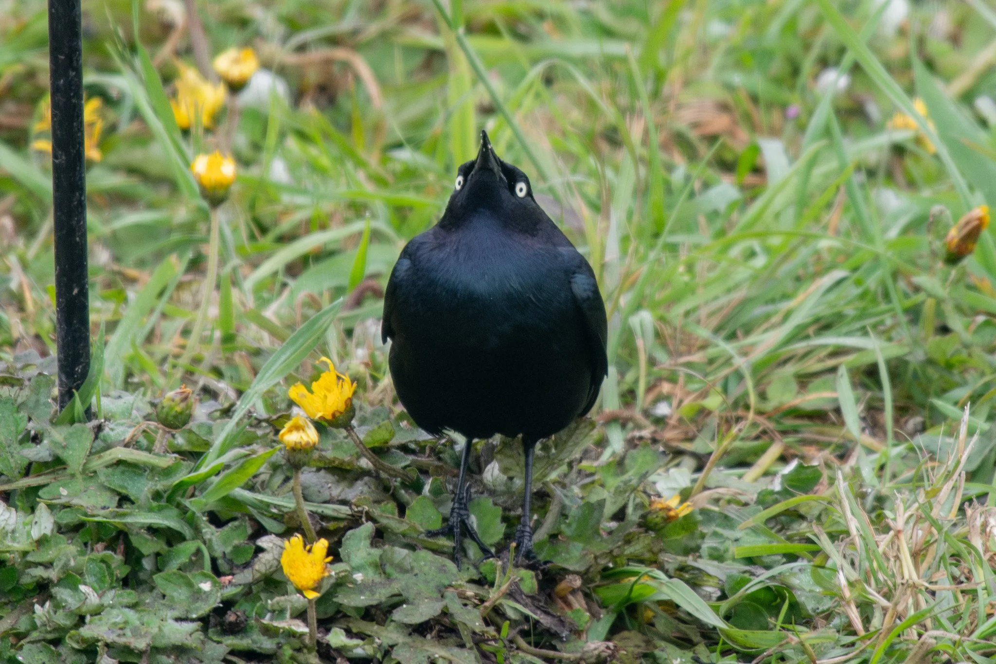 Brewer's Blackbird (Euphagus cyanocephalus)