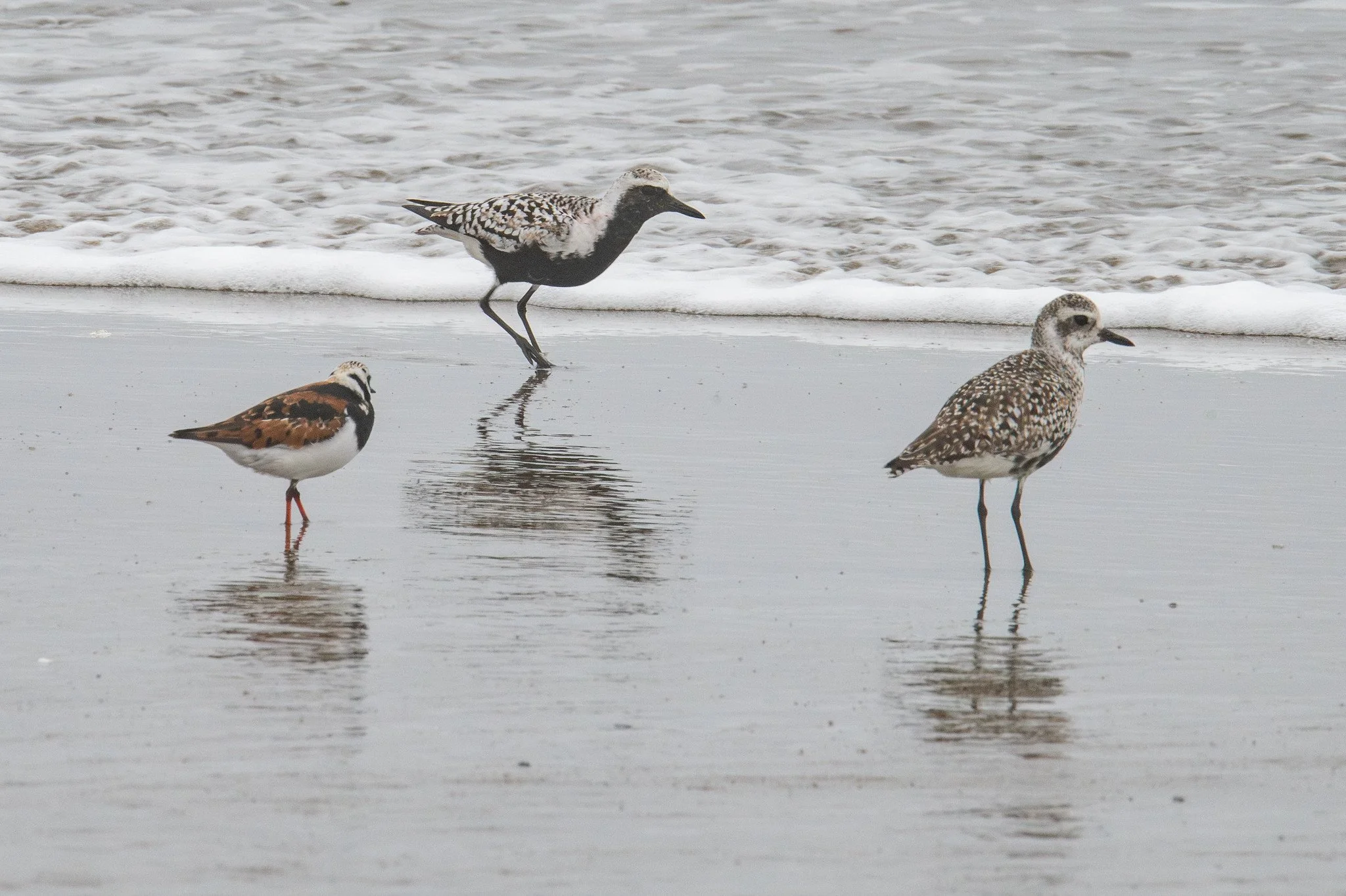 Black-bellied Plover (Pluvialis squatarola) and Ruddy Turnstone (Arenaria interpres)