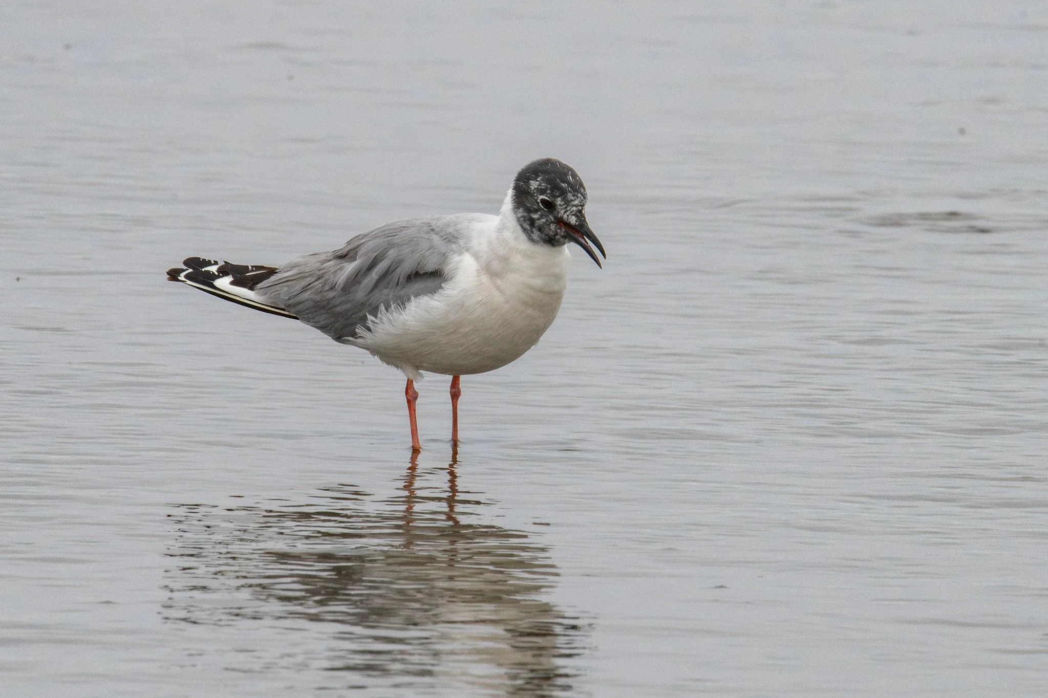 Bonaparte's Gull (Chroicocephalus philadelphia)