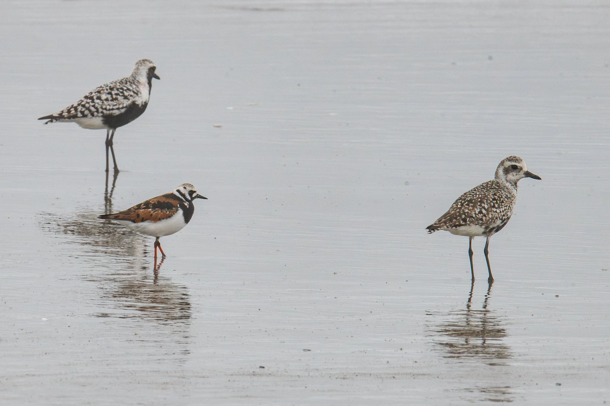 Black-bellied Plover (Pluvialis squatarola) and Ruddy Turnstone (Arenaria interpres)