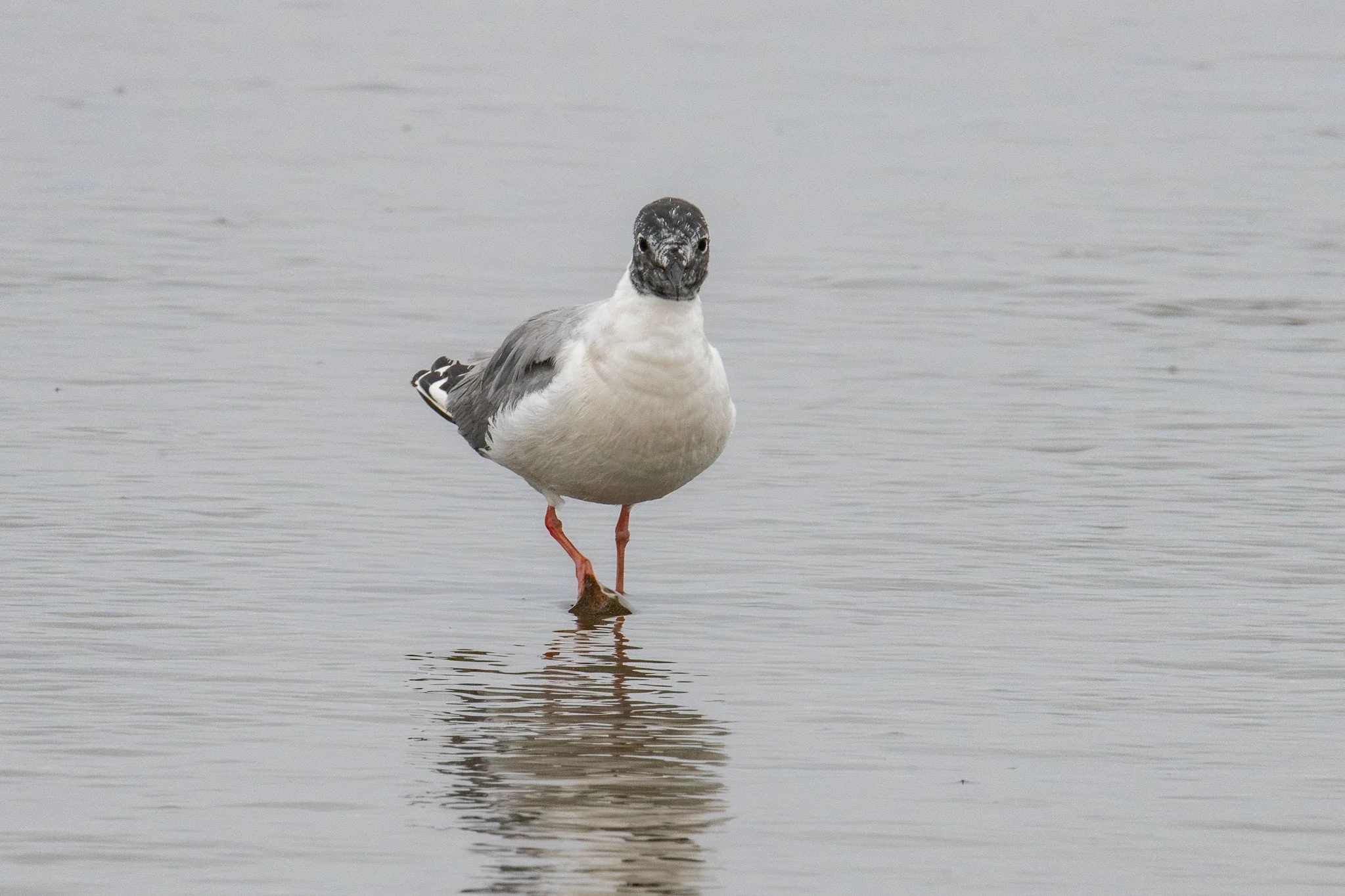 Bonaparte's Gull (Chroicocephalus philadelphia)