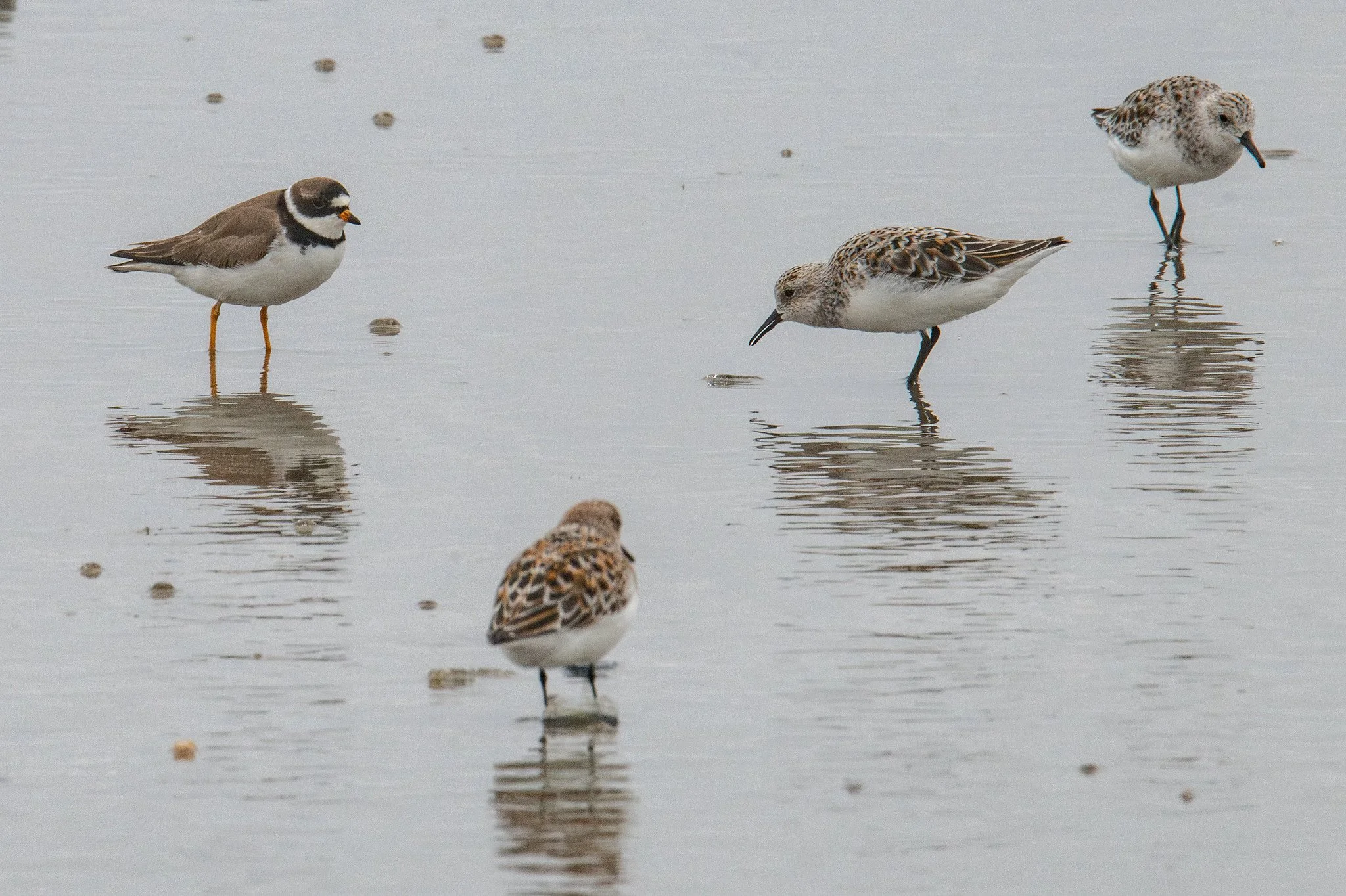 Semipalmated Plover (Charadrius semipalmatus) and Sanderling (Calidris alba)