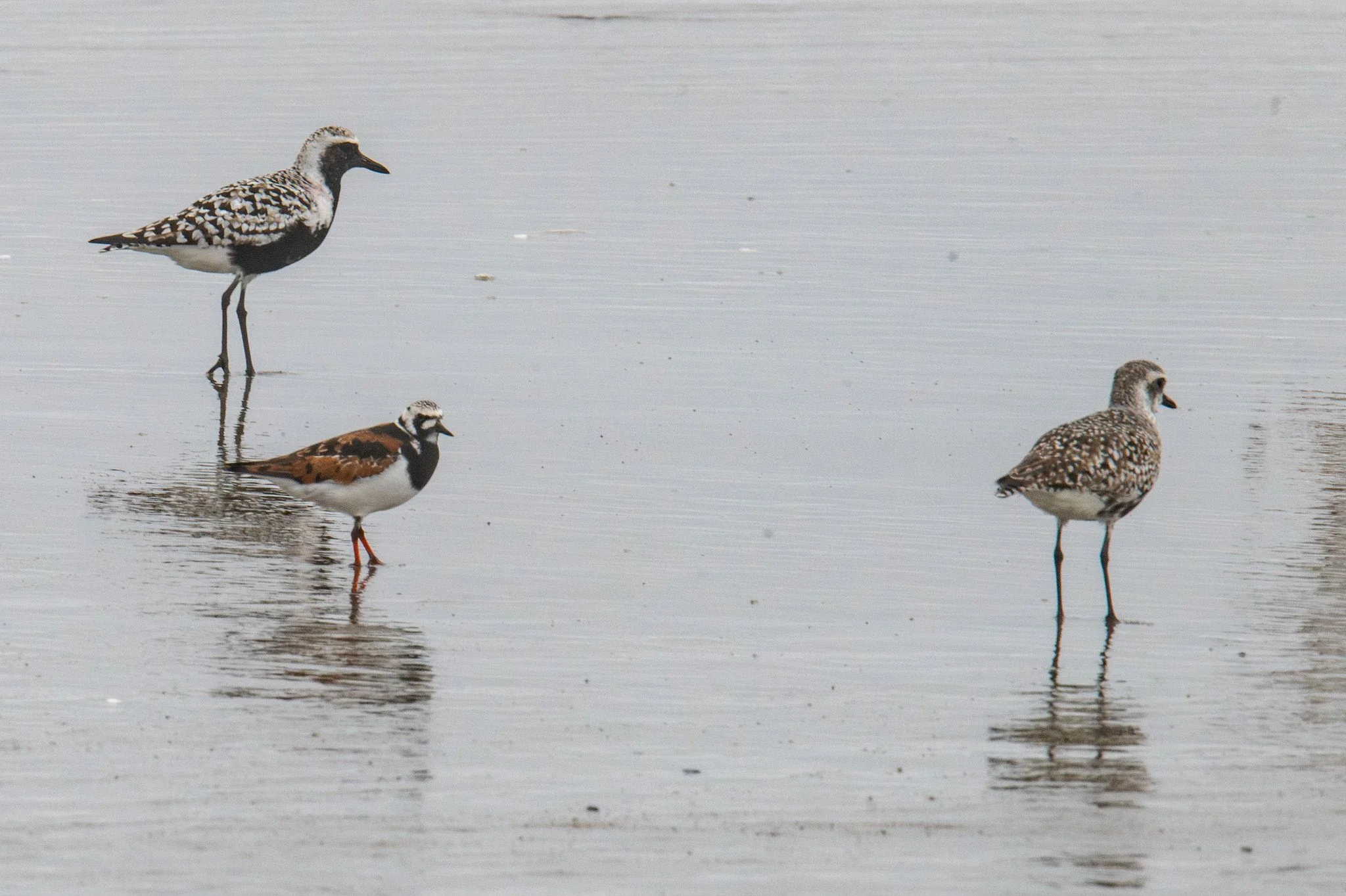 Black-bellied Plover (Pluvialis squatarola) and Ruddy Turnstone (Arenaria interpres)
