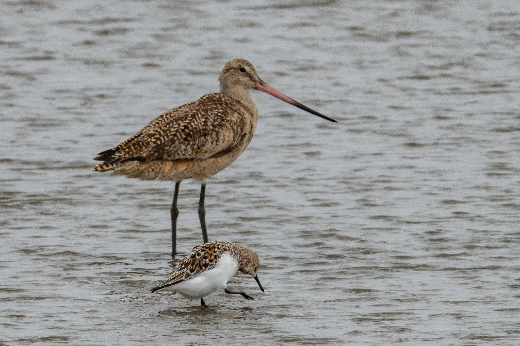 Marbled Godwit (Limosa fedoa)