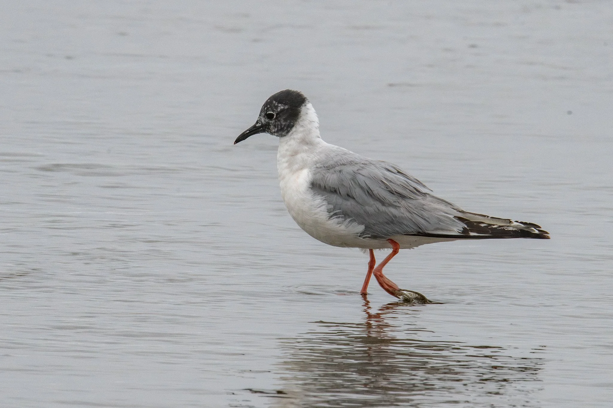 Bonaparte's Gull (Chroicocephalus philadelphia)