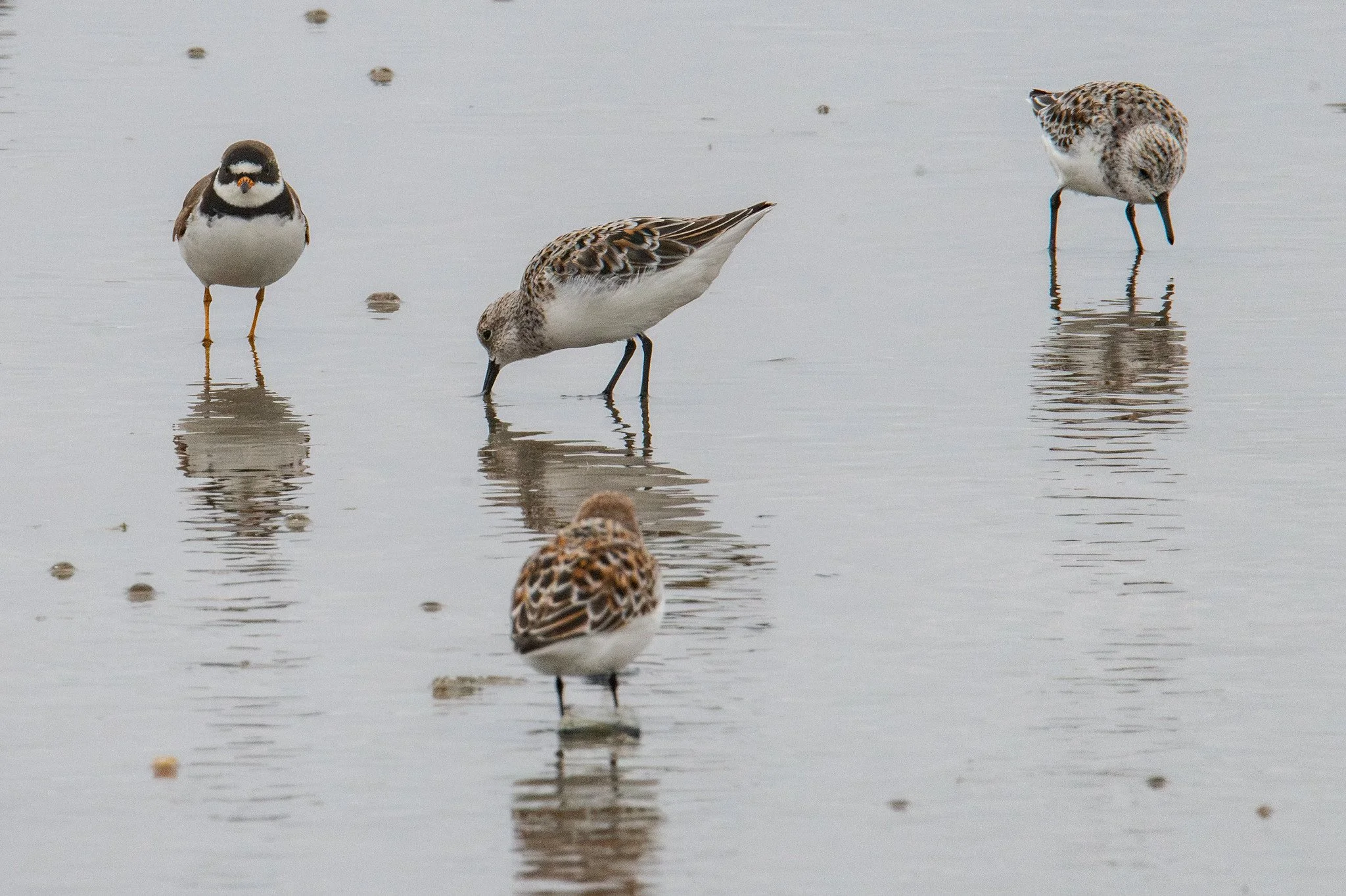 Semipalmated Plover (Charadrius semipalmatus) and Sanderling (Calidris alba)