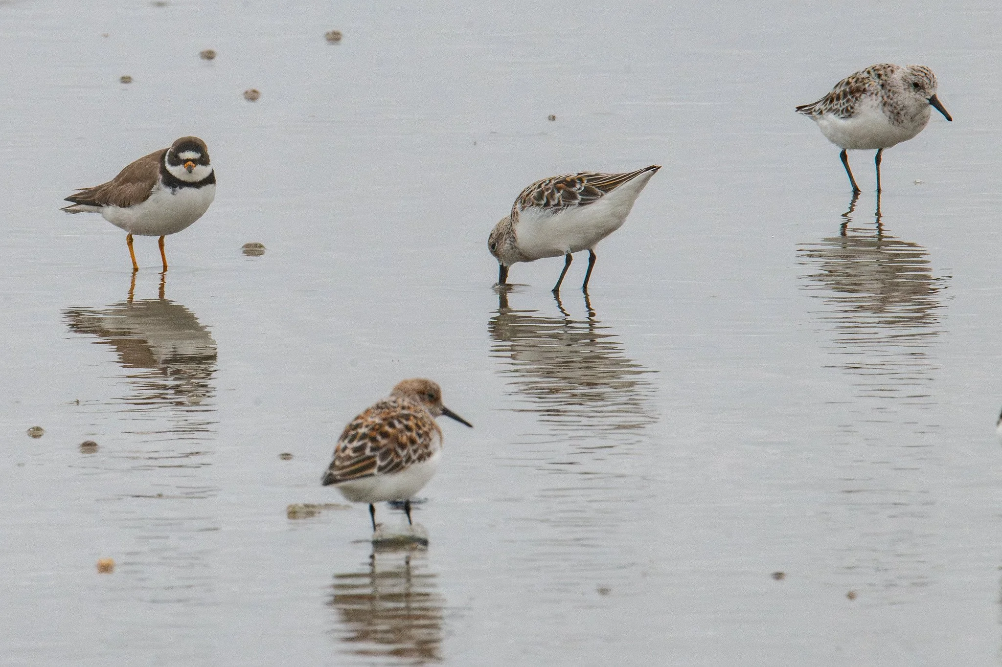 Semipalmated Plover (Charadrius semipalmatus) and Sanderling (Calidris alba)
