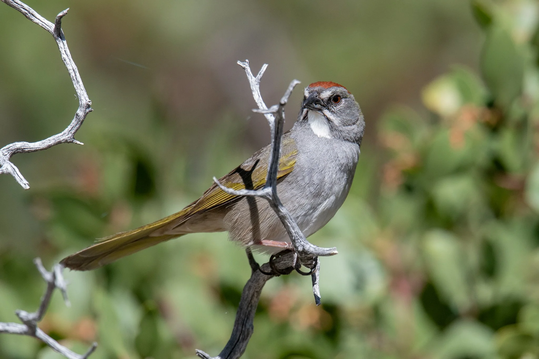 Green-tailed Towhee (Pipilo chlorurus)