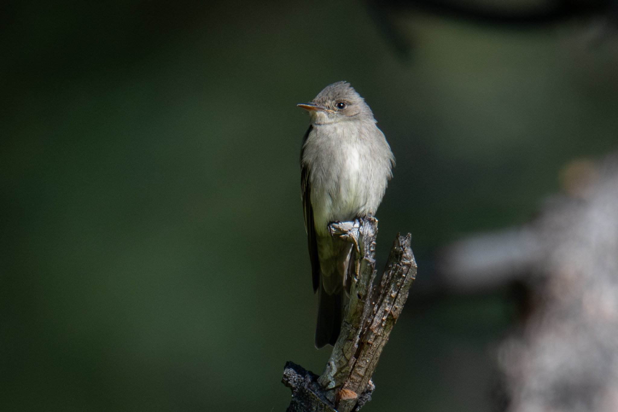 Western Wood-Pewee (Contopus sordidulus)
