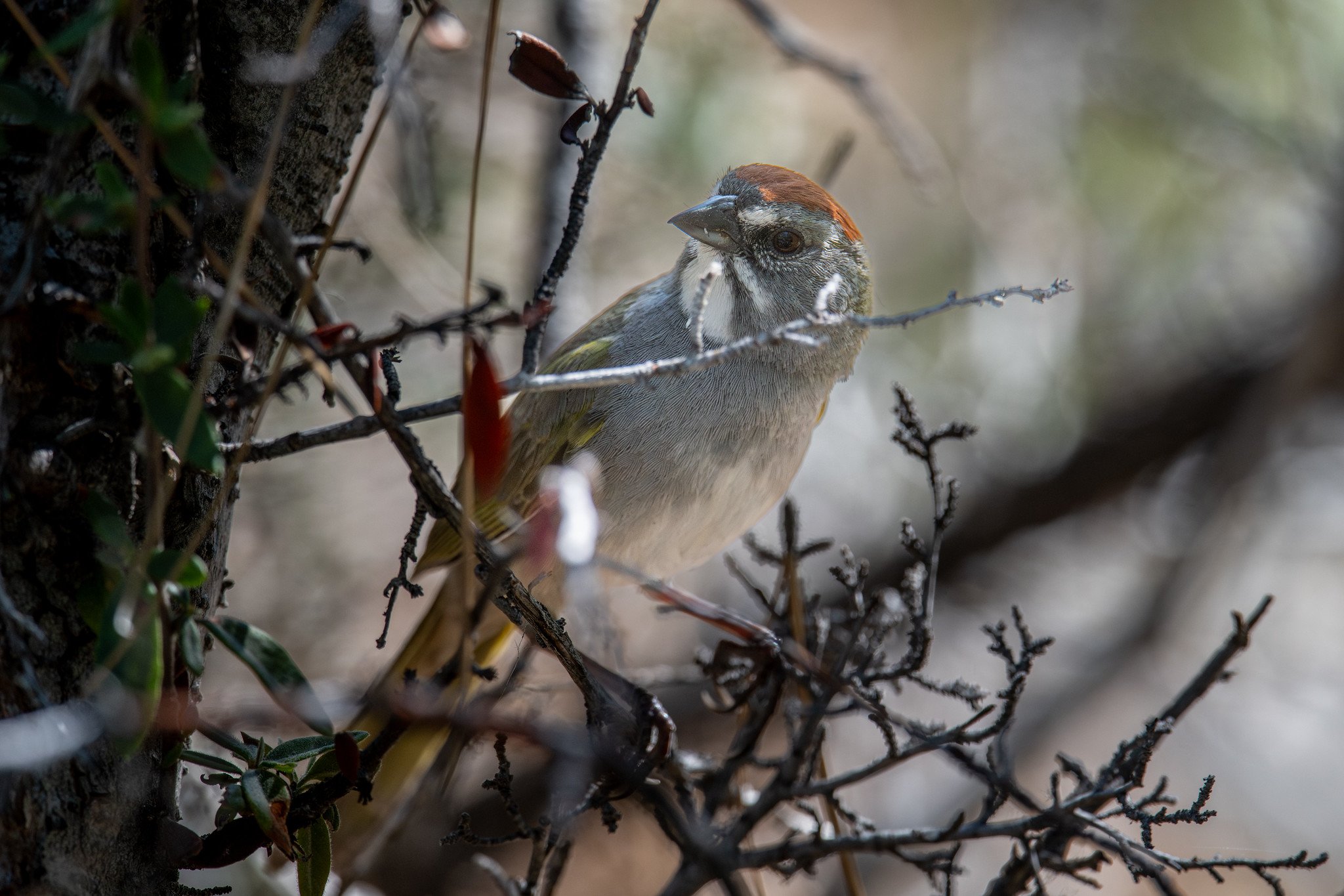 Green-tailed Towhee (Pipilo chlorurus)