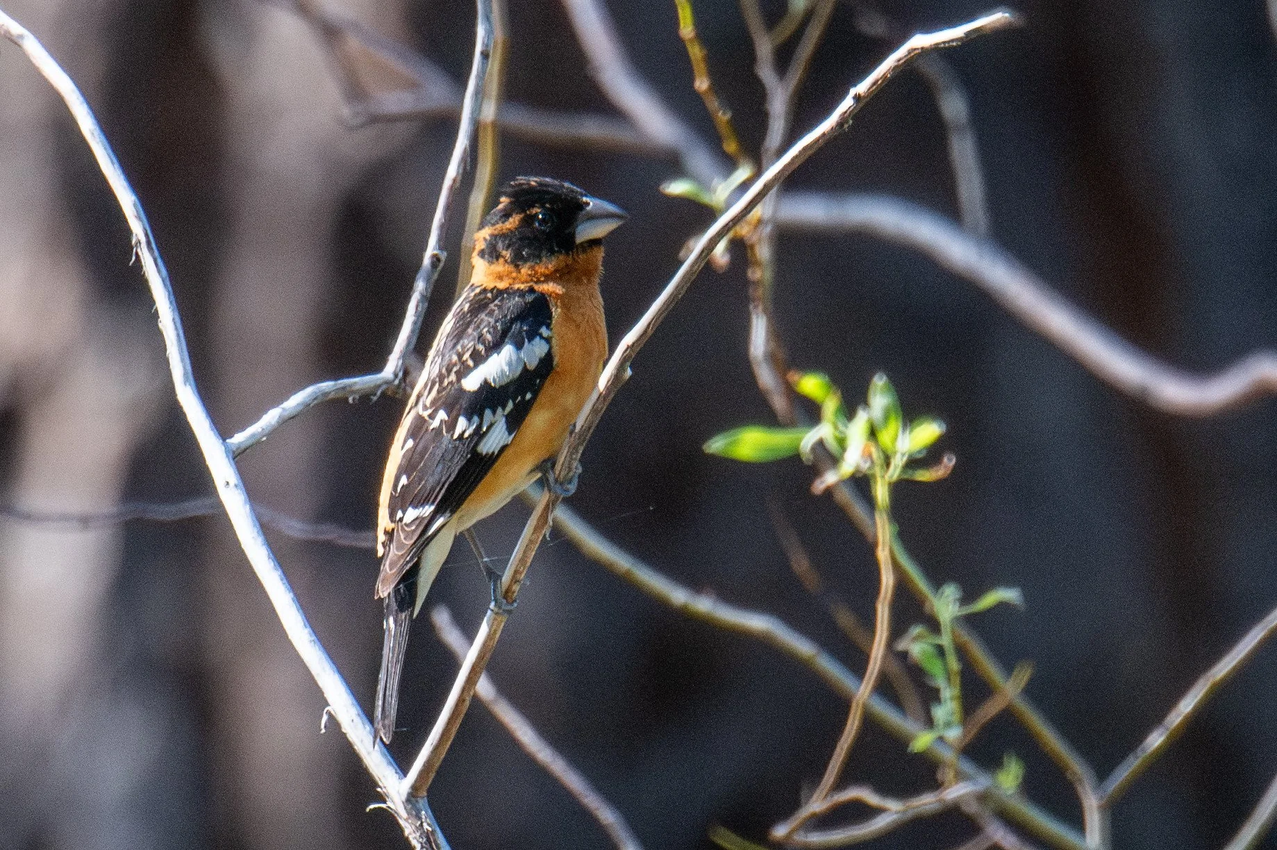 Black-headed Grosbeak (Pheucticus melanocephalus)