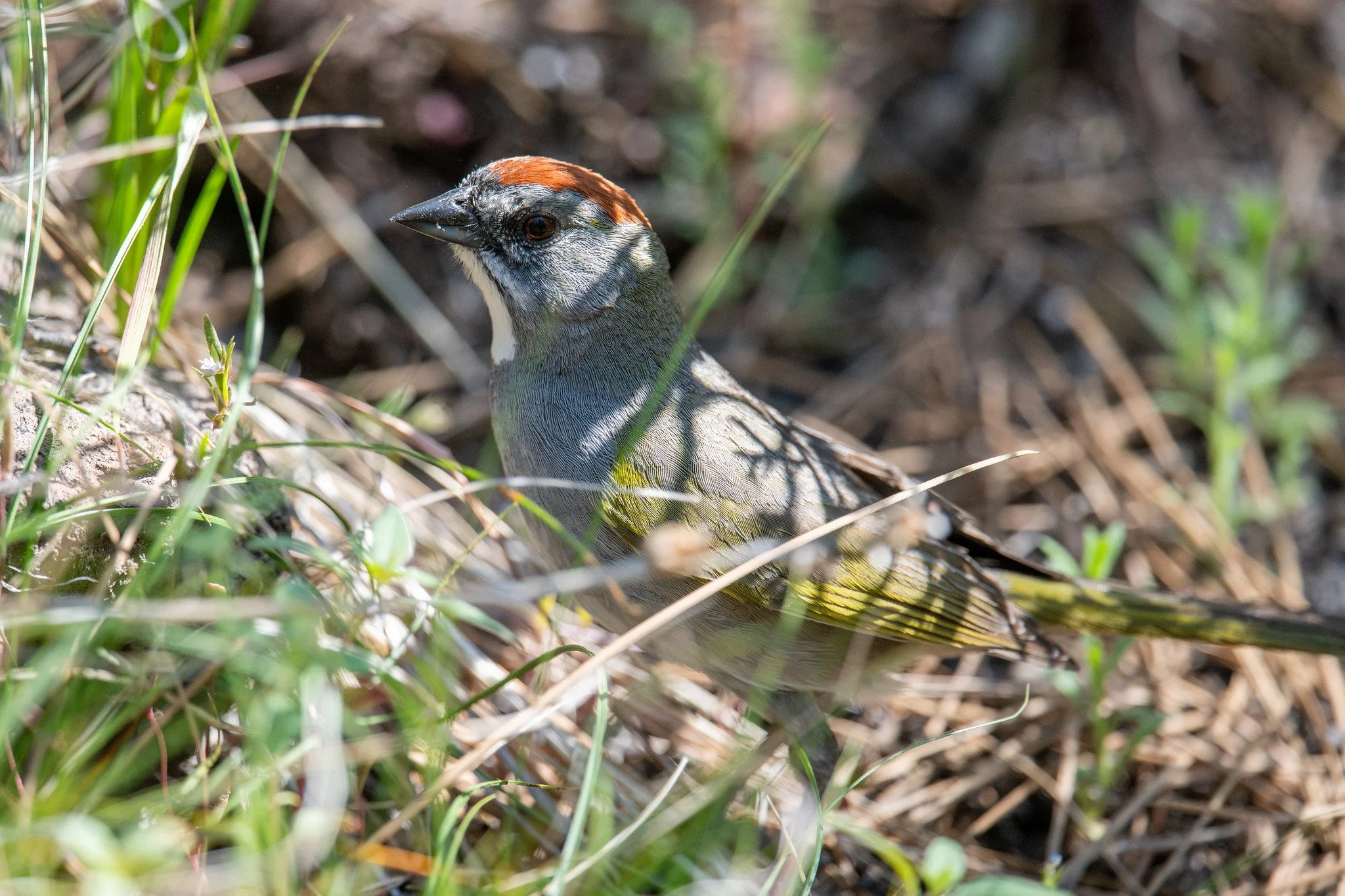 Green-tailed Towhee (Pipilo chlorurus)