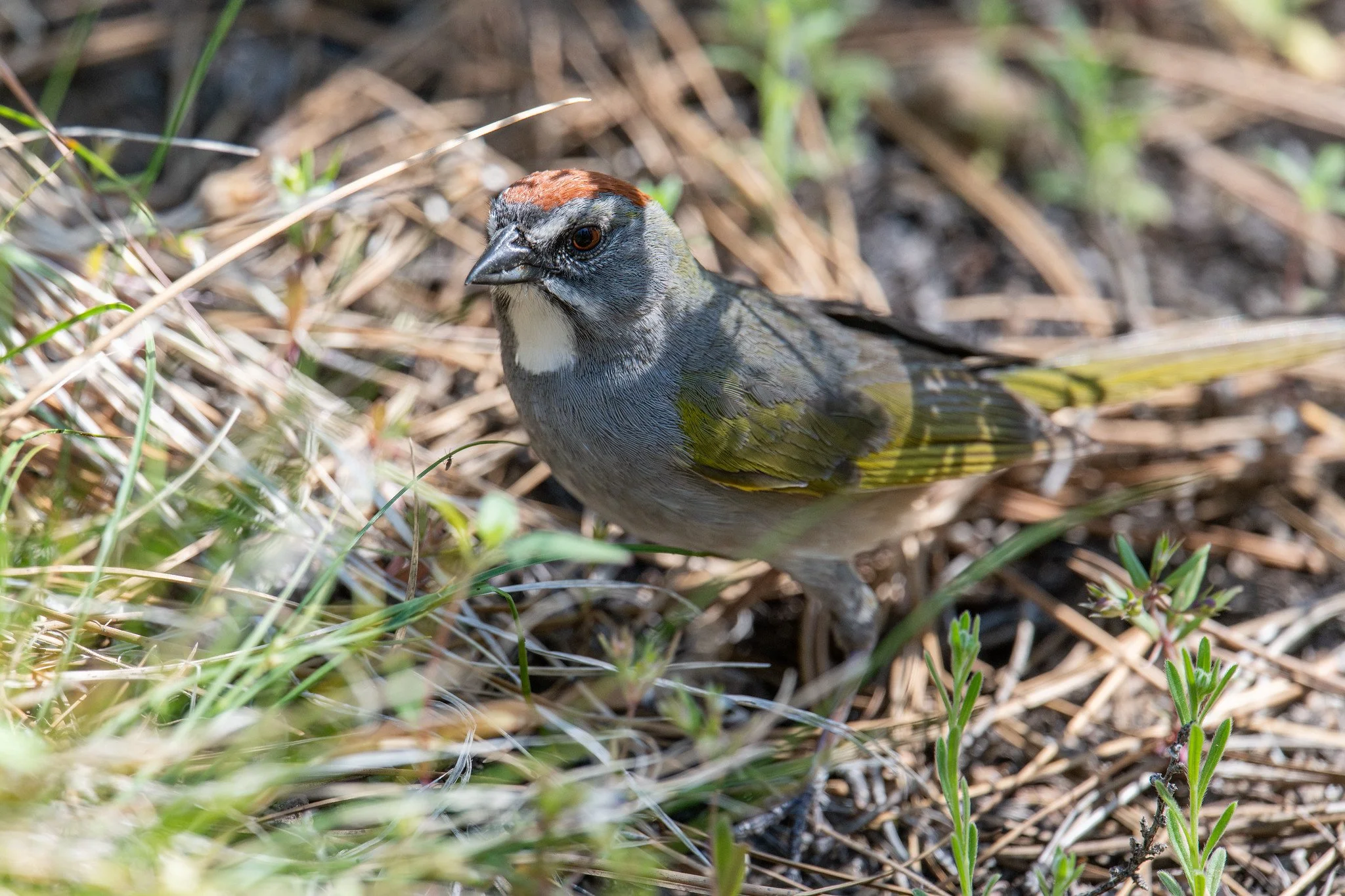 Green-tailed Towhee (Pipilo chlorurus)