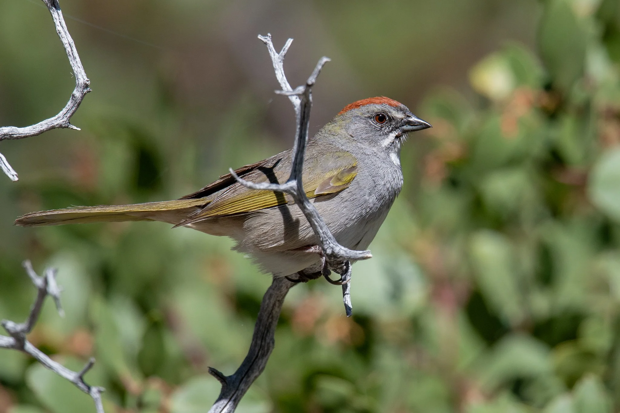 Green-tailed Towhee (Pipilo chlorurus)