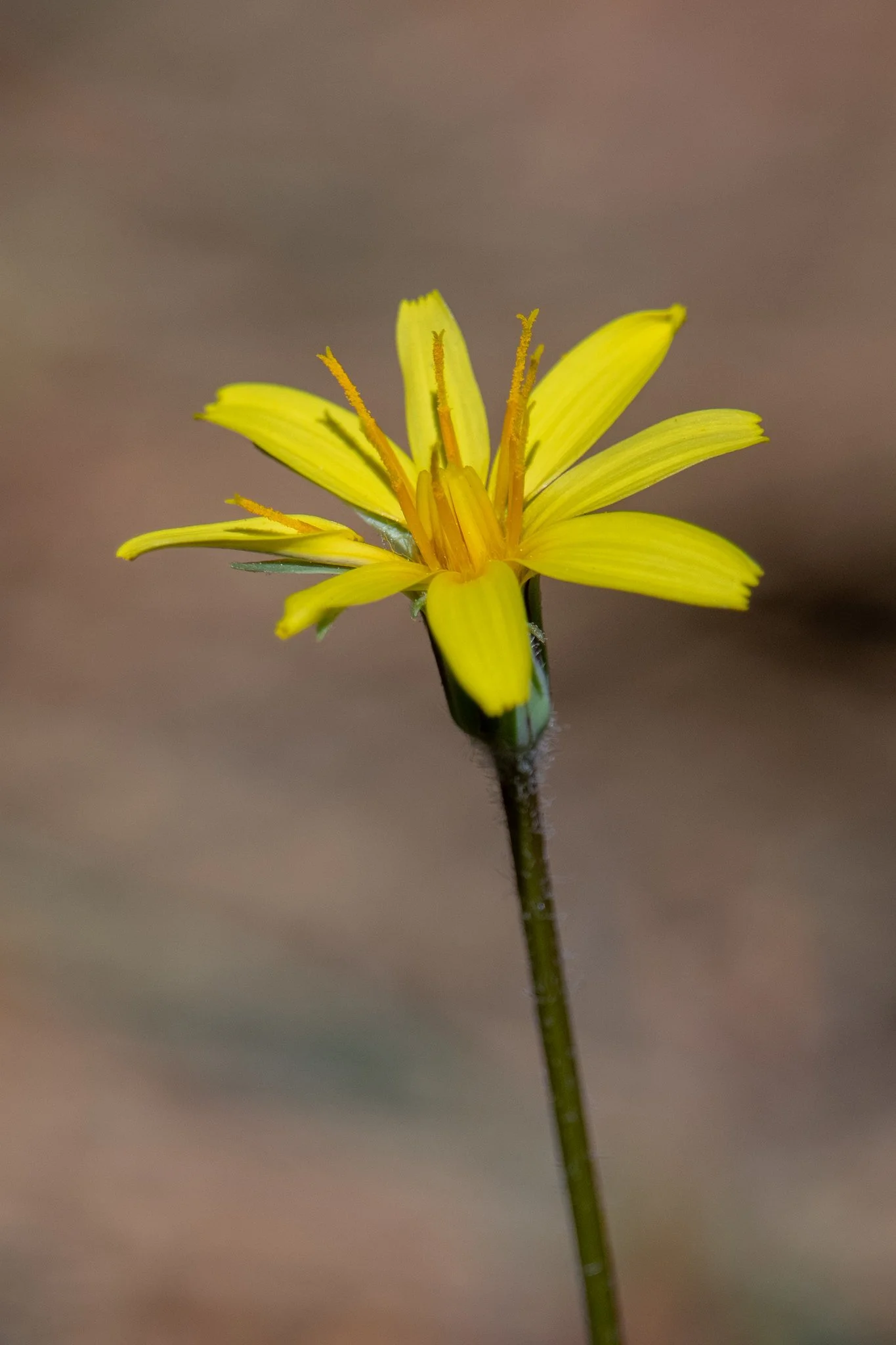 Sagebrush Agoseris (Agoseris parviflora)