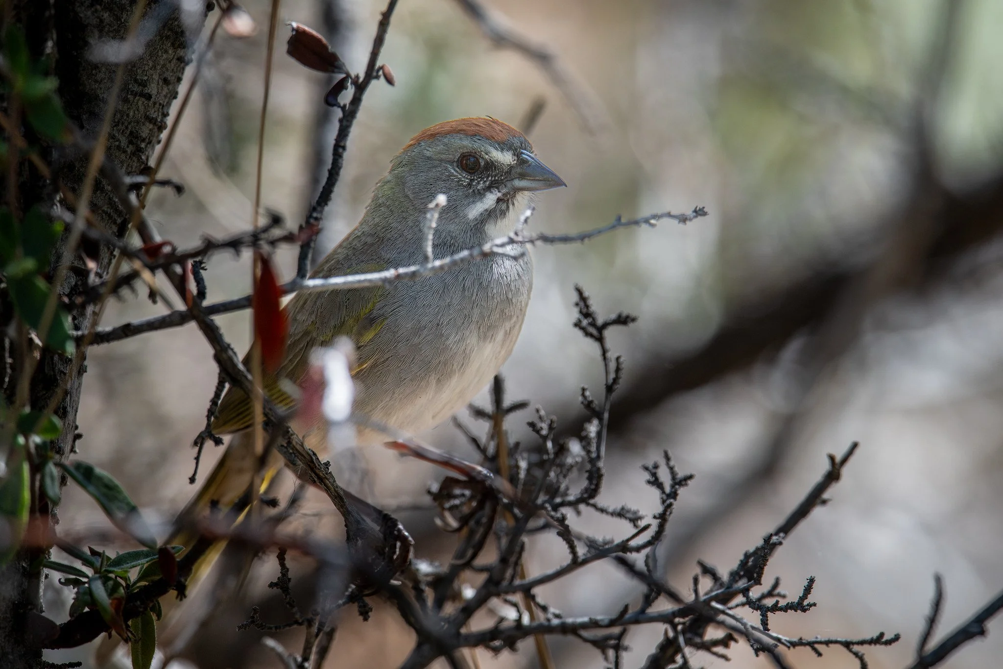 Green-tailed Towhee (Pipilo chlorurus)