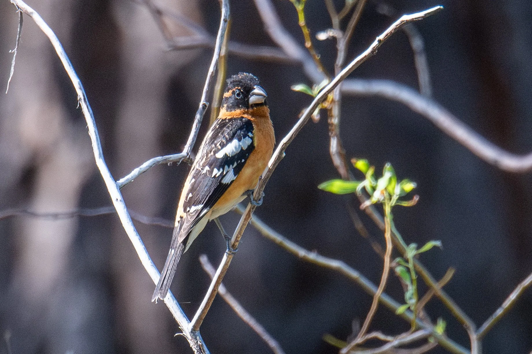 Black-headed Grosbeak (Pheucticus melanocephalus)