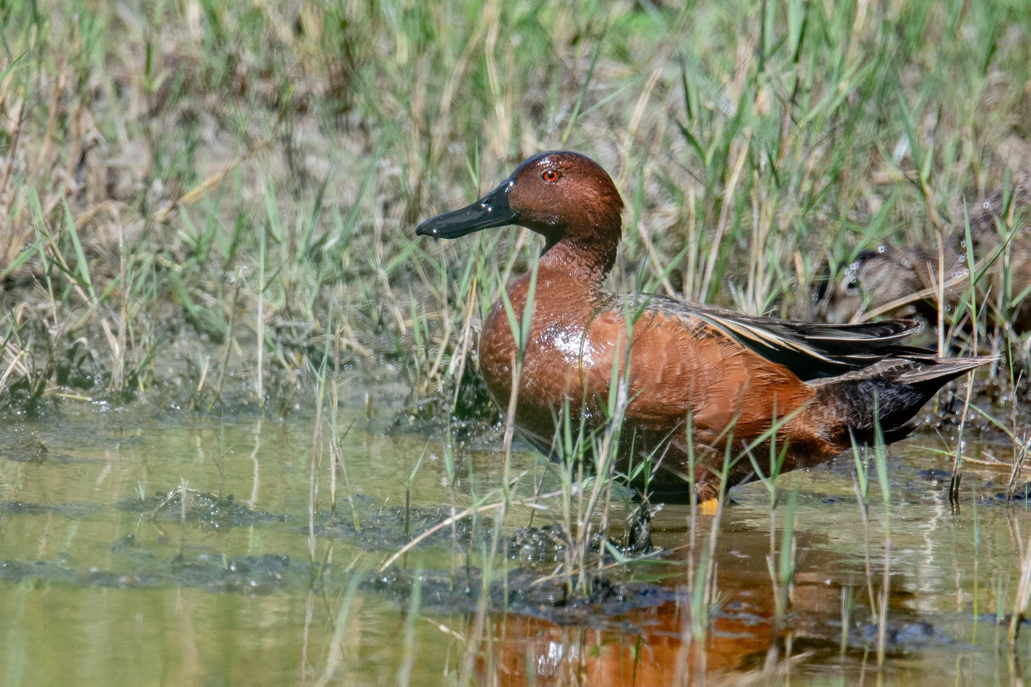 Cinnamon Teal (Spatula cyanoptera)