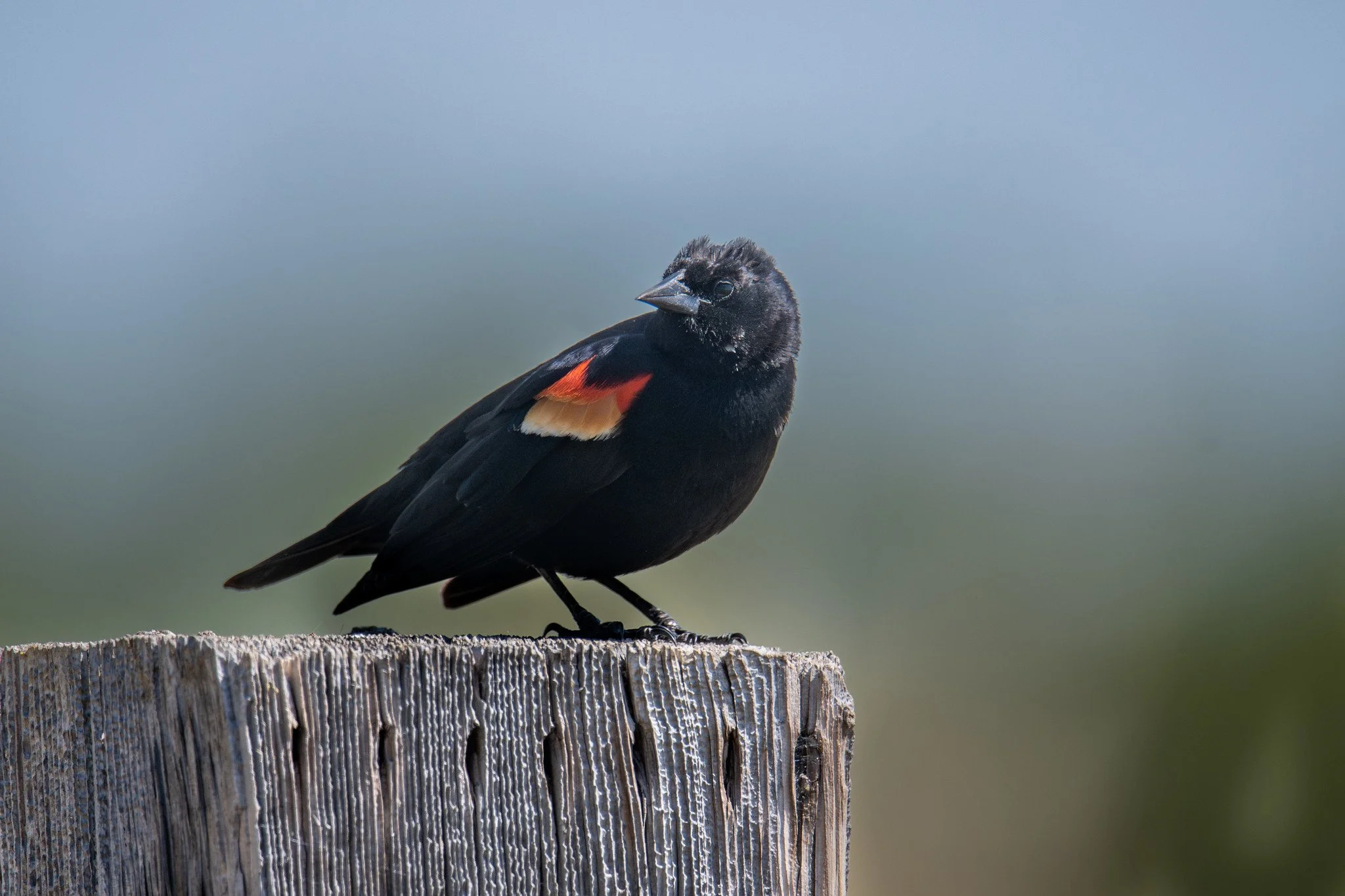 Red-winged Blackbird (Agelaius phoeniceus)