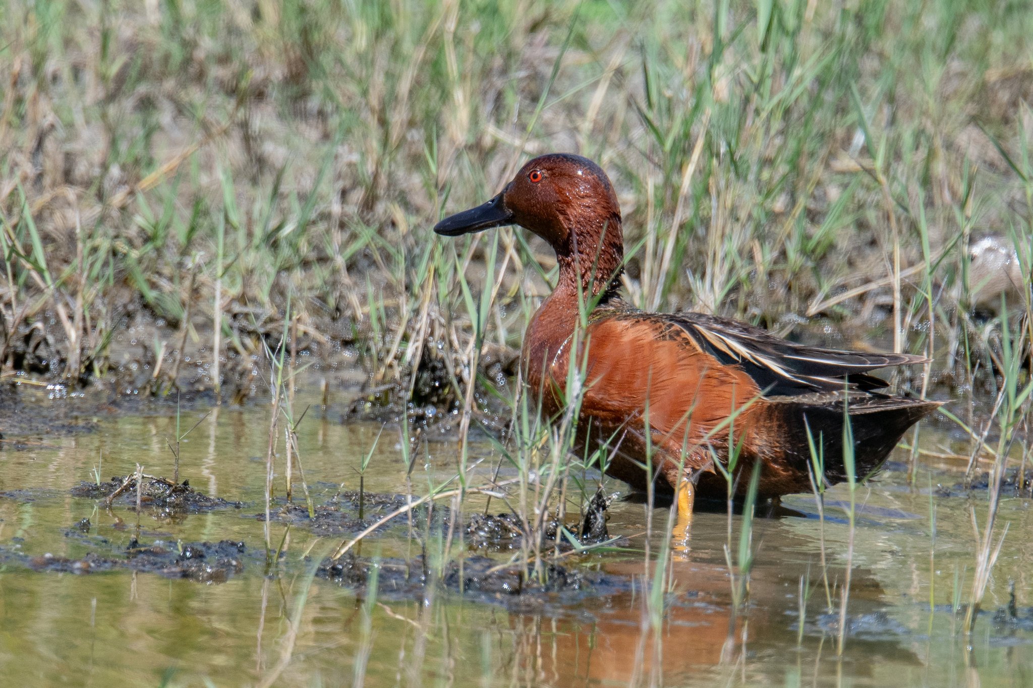 Cinnamon Teal (Spatula cyanoptera)