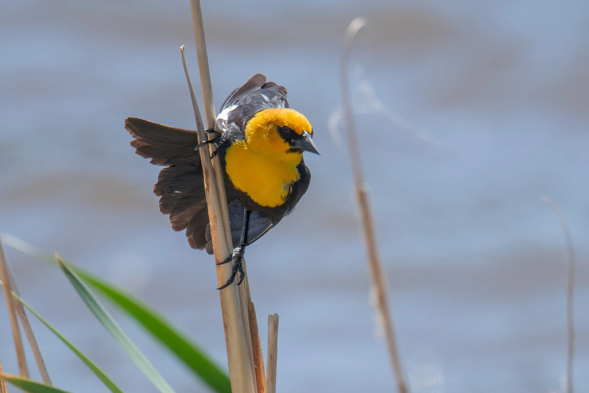 Yellow-headed Blackbird (Xanthocephalus xanthocephalus)