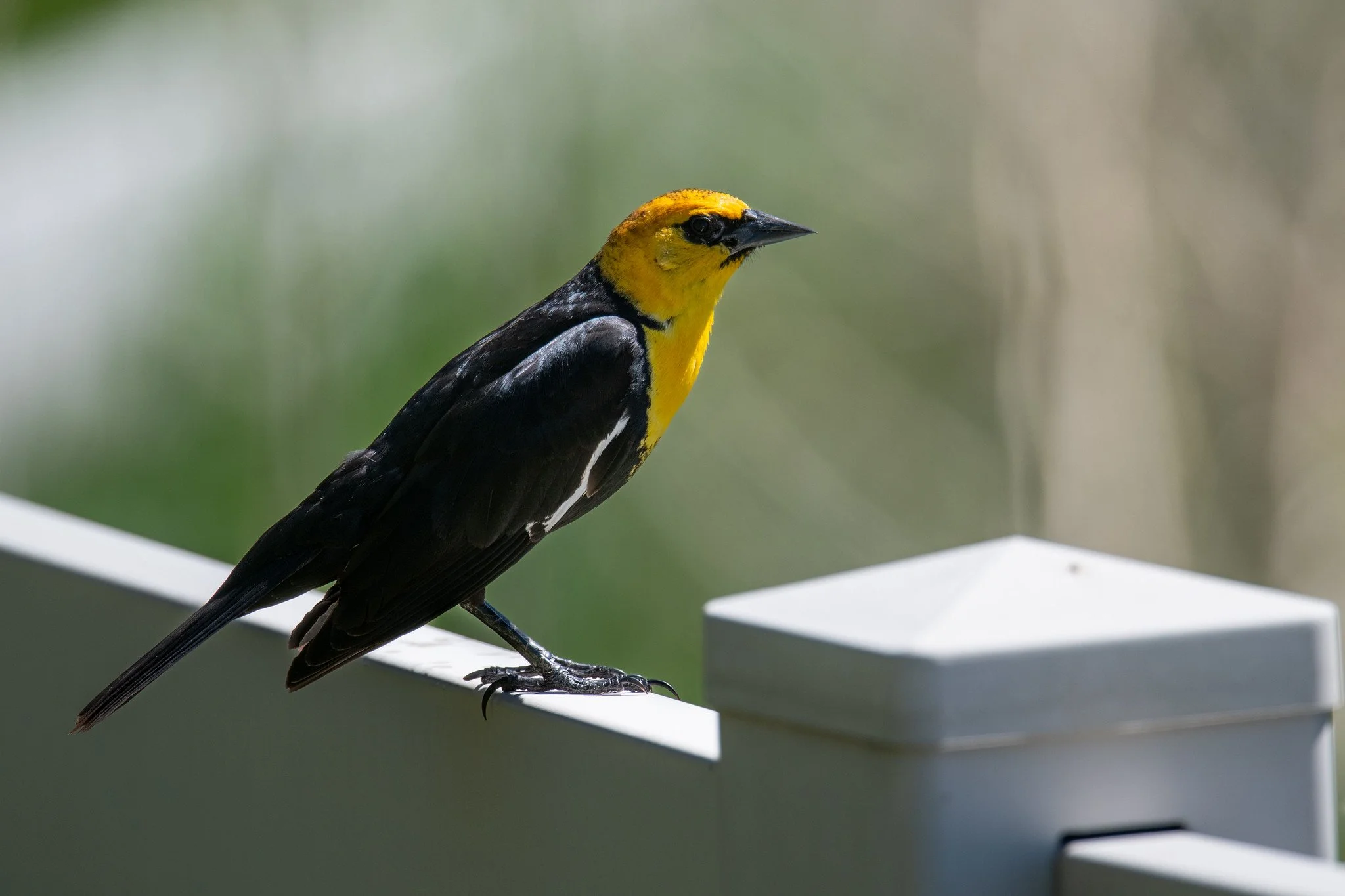 Yellow-headed Blackbird (Xanthocephalus xanthocephalus)