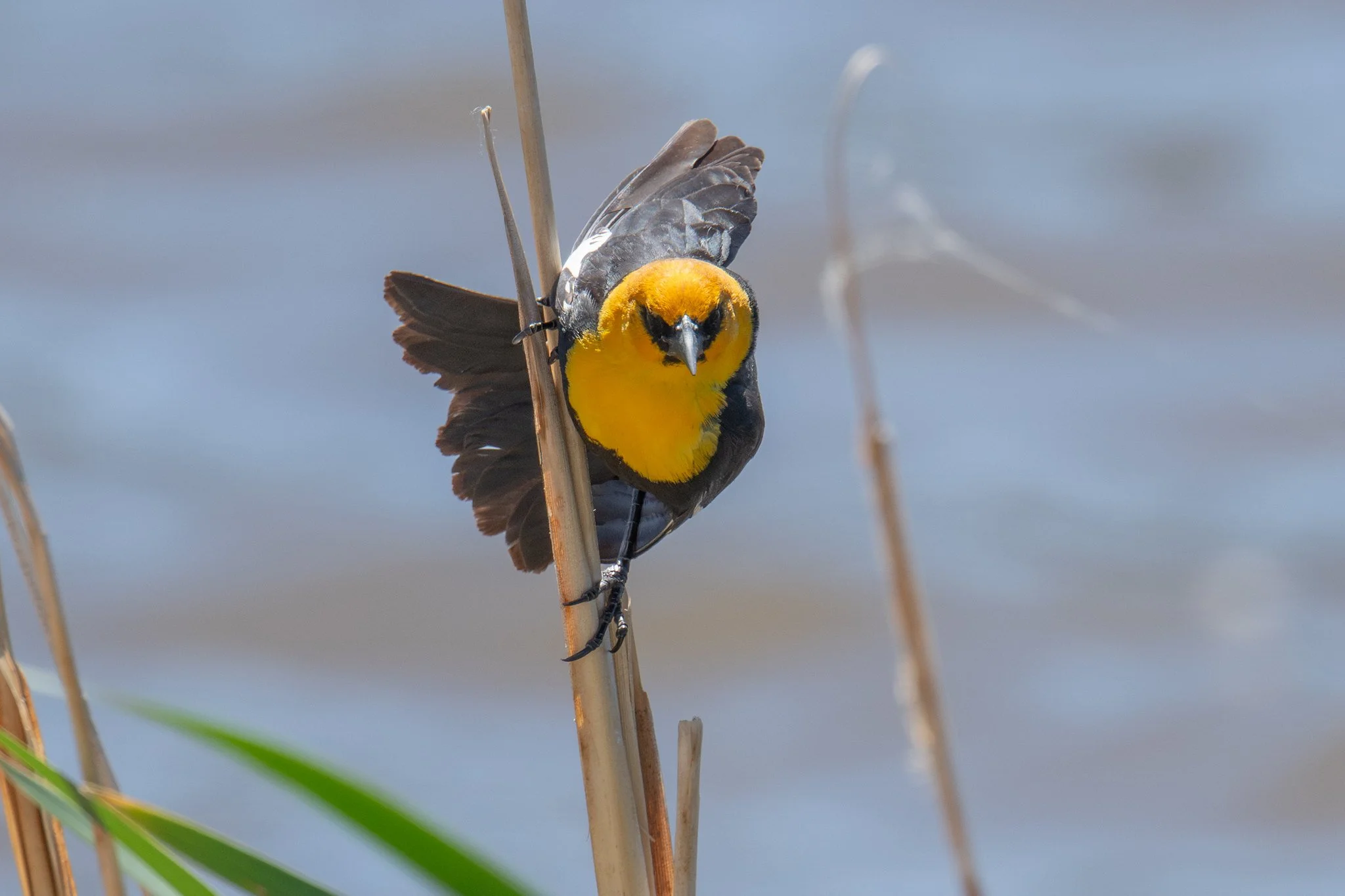 Yellow-headed Blackbird (Xanthocephalus xanthocephalus)