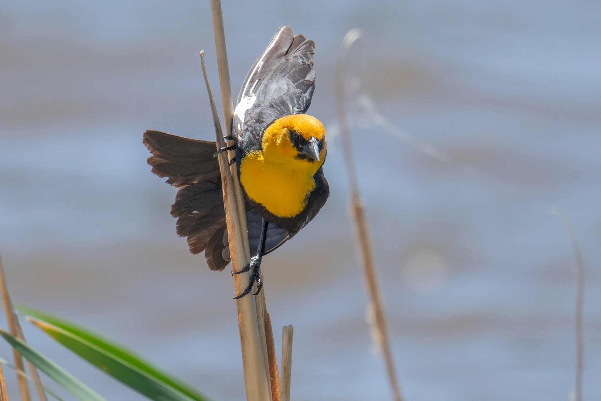 Yellow-headed Blackbird (Xanthocephalus xanthocephalus)
