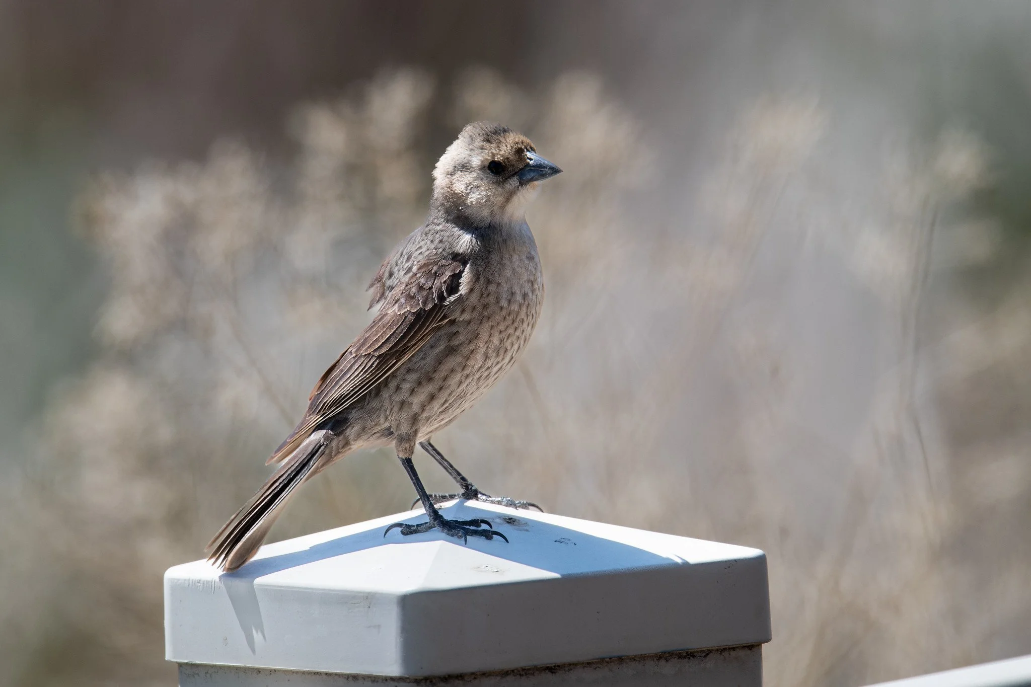 Brown-headed Cowbird (Molothrus ater)