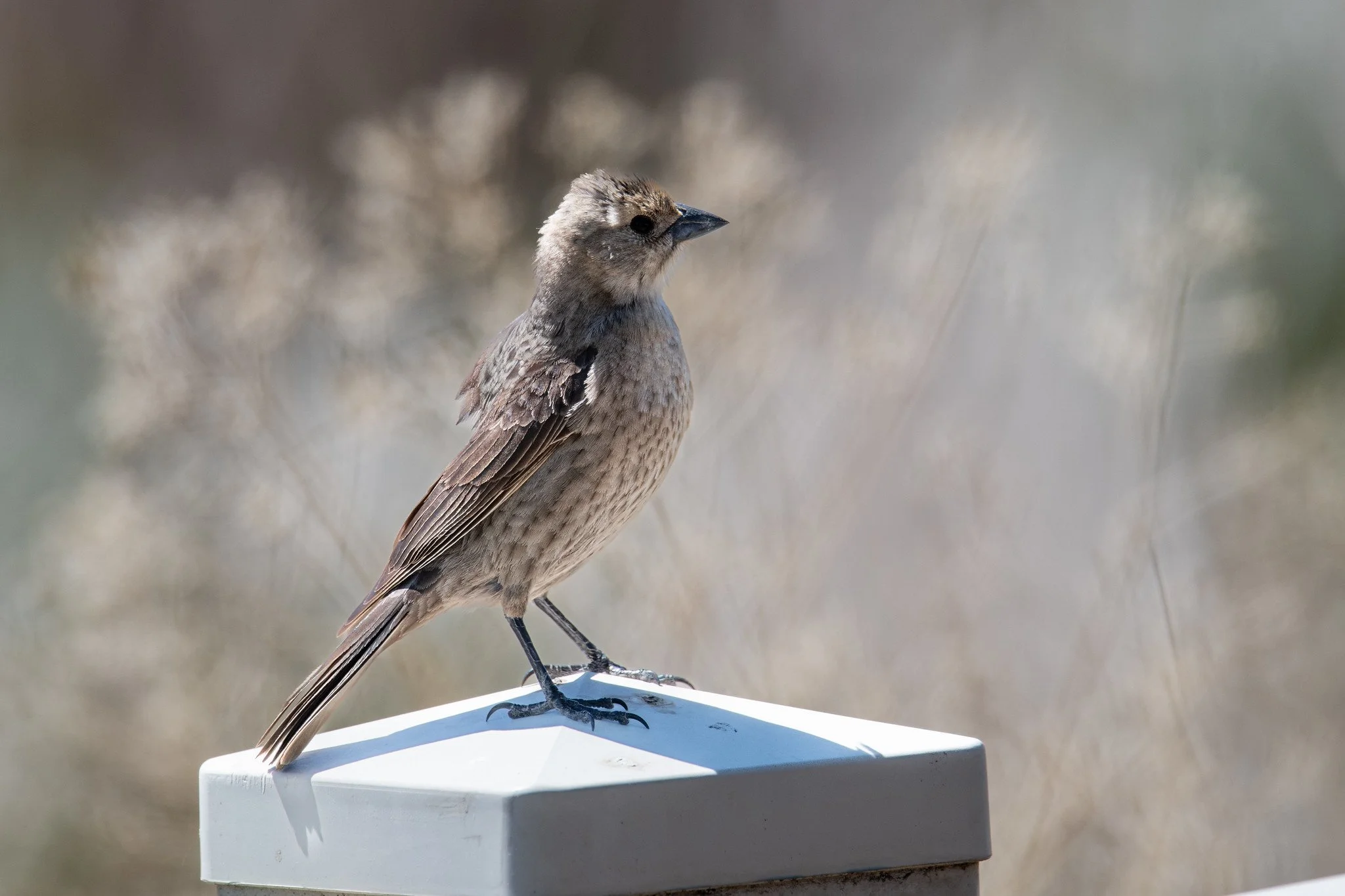 Brown-headed Cowbird (Molothrus ater)