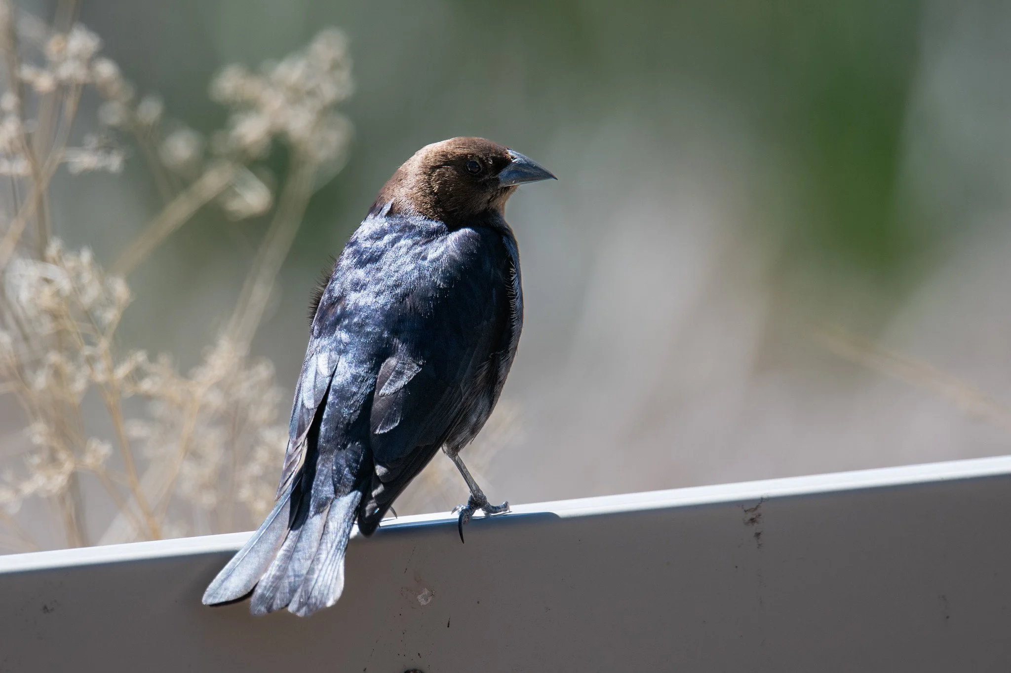 Brown-headed Cowbird (Molothrus ater)