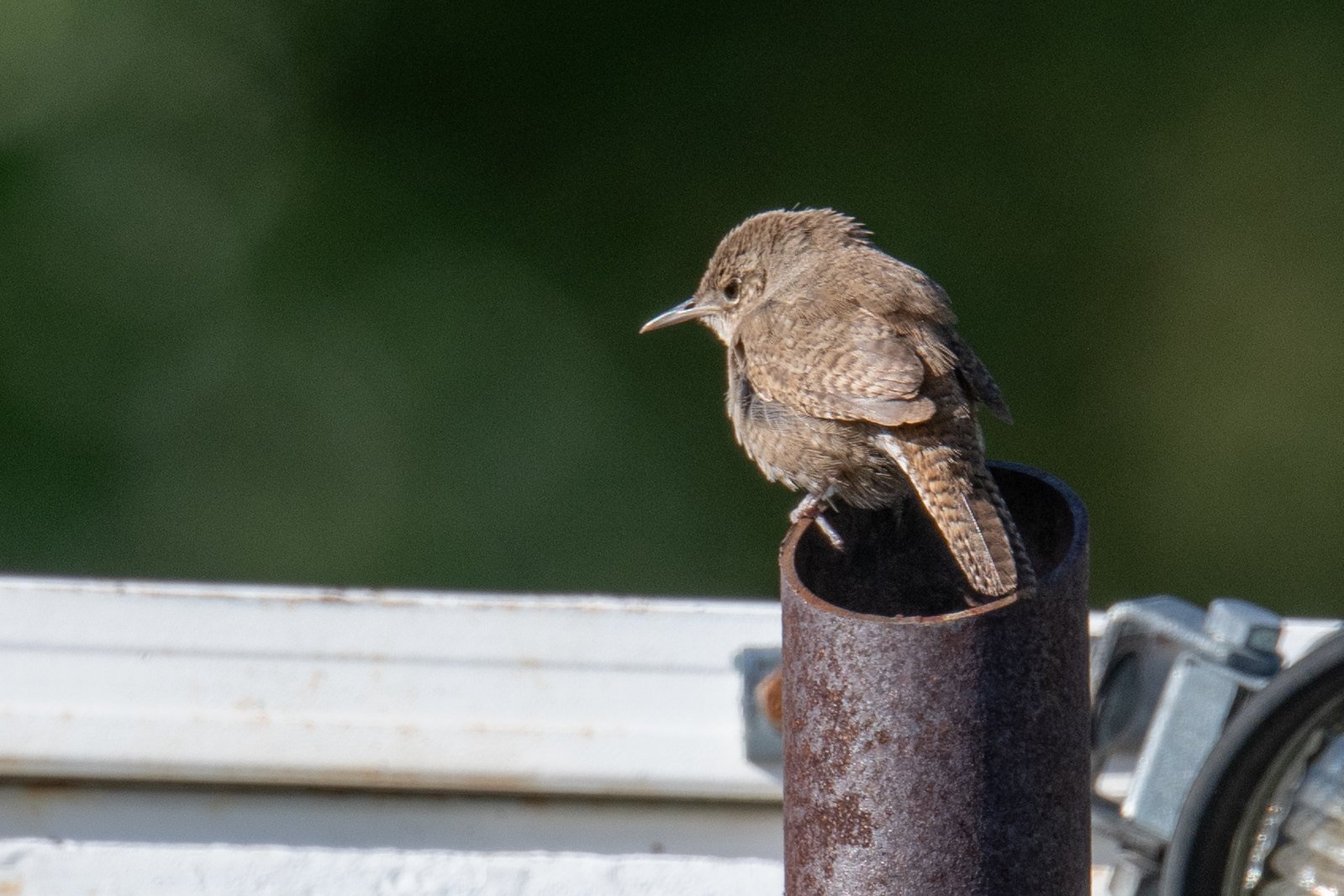 Northern House Wren (Troglodytes aedon)